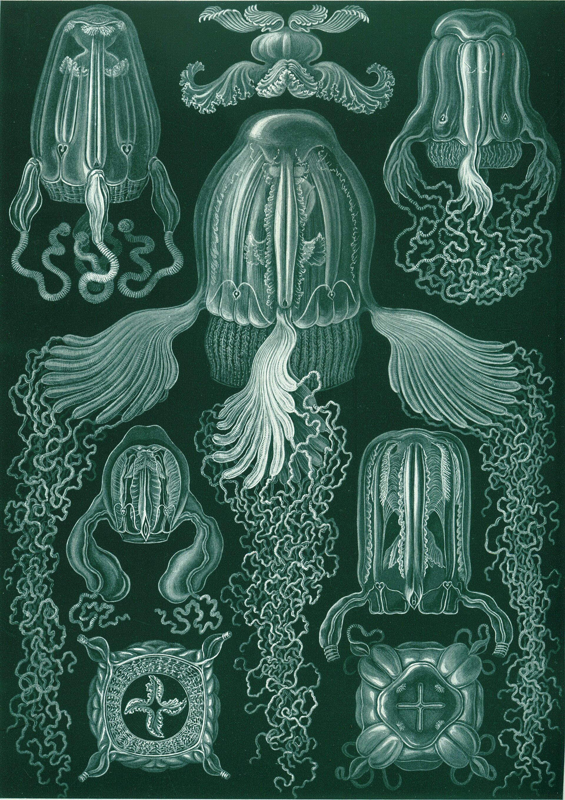 Imagem de referência de Cubozoa, descrito nos dados abertos como classe de cnidários distinguidos por suas medusas em forma de cubo