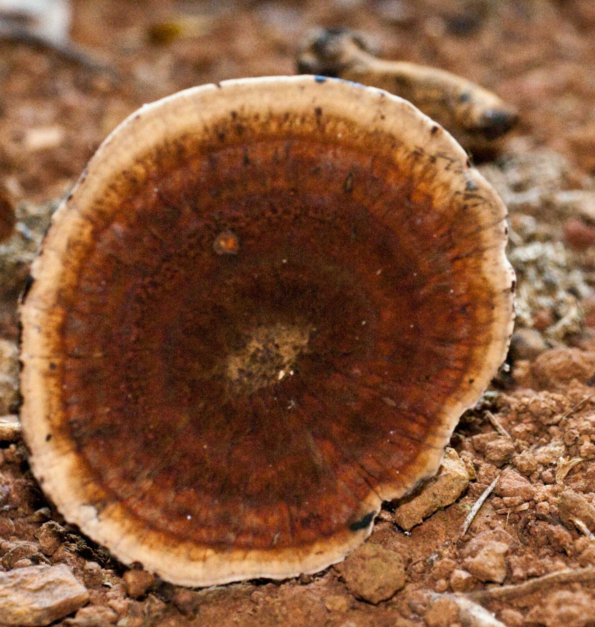 Imagem de referência de Amauroderma, descrito nos dados abertos como género de fungos