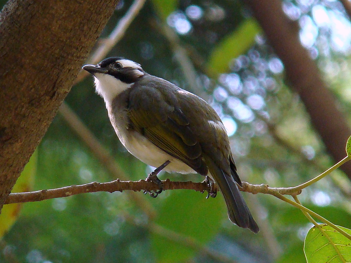 Imagem de referência de Pycnonotus sinensis, descrito nos dados abertos como espécie de ave