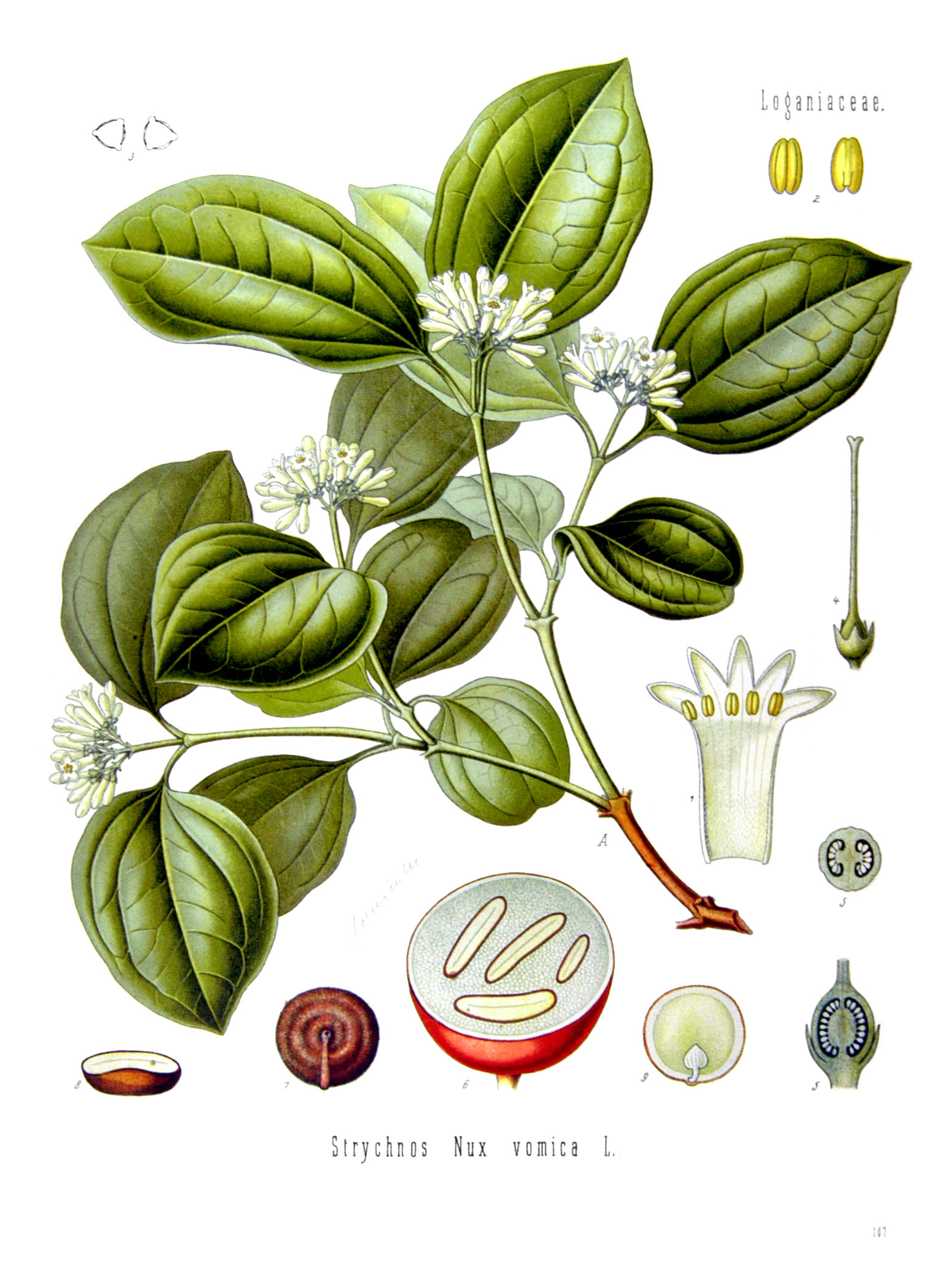 Imagem de referência de Strychnos nux-vomica, descrito nos dados abertos como espécie de planta