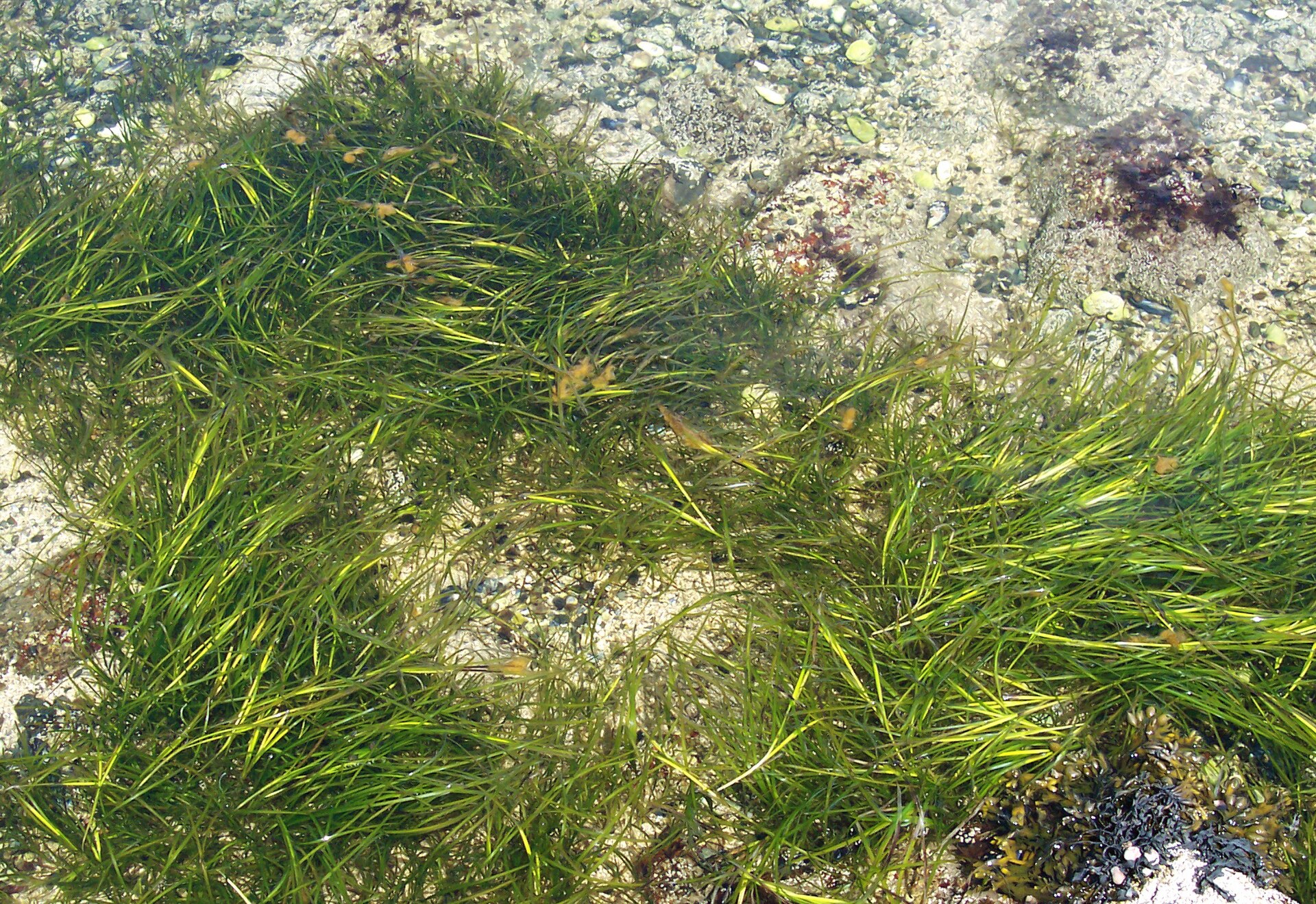 Imagem de referência de Zostera marina, descrito nos dados abertos como espécie de planta aquática