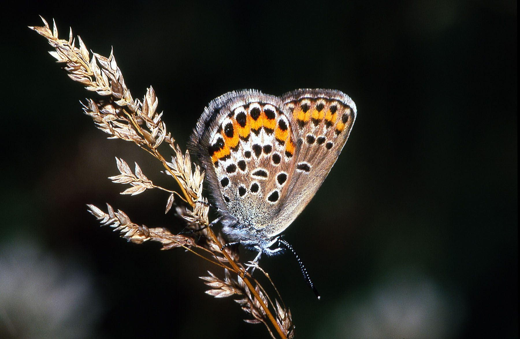 Imagem de referência de Plebejus argus, descrito nos dados abertos como espécie de inseto