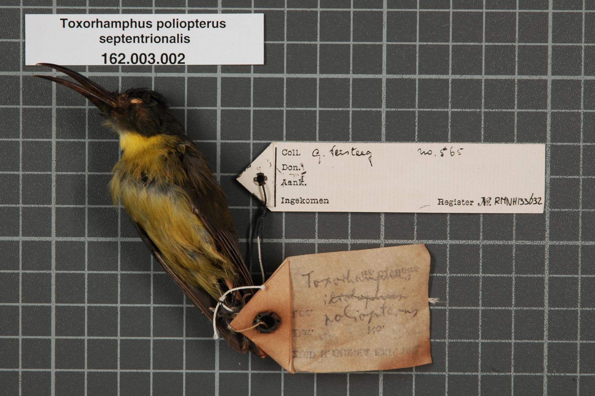 Imagem de referência de Toxorhamphus poliopterus, descrito nos dados abertos como espécie de ave
