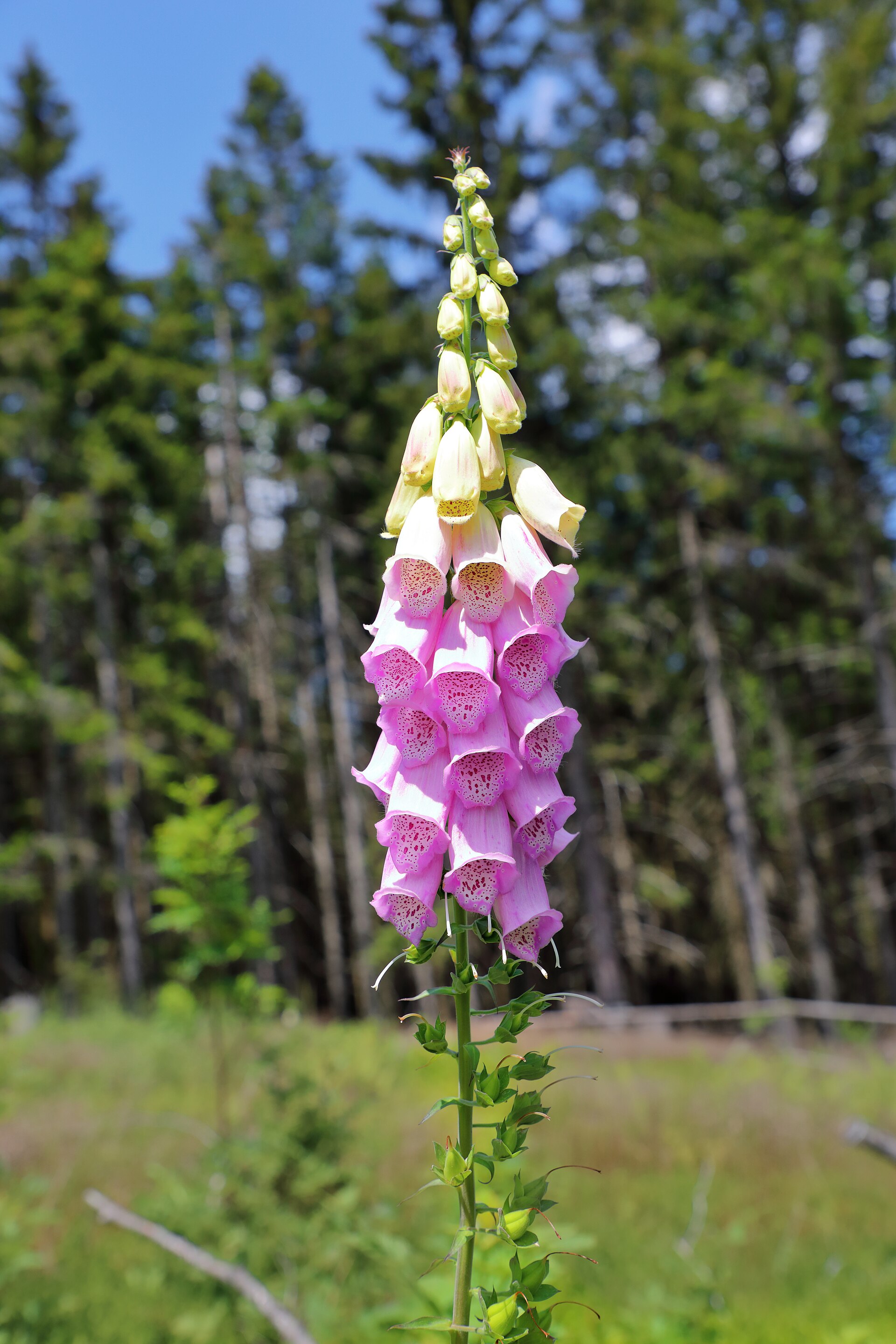 Imagem de referência de Digitalis, descrito nos dados abertos como género de plantas