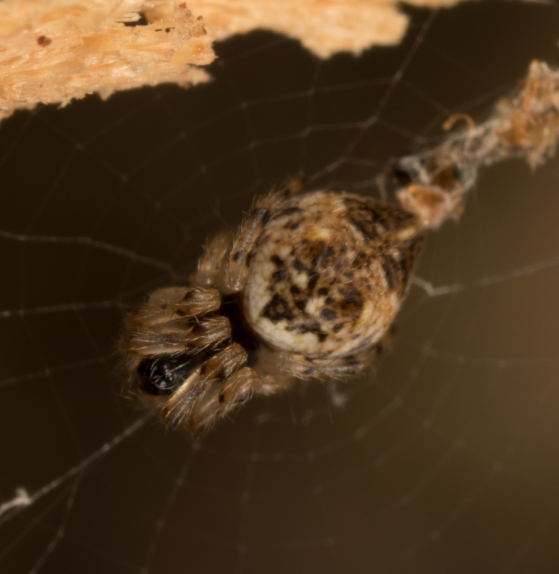 Imagem de referência de Cyclosa mulmeinensis, descrito nos dados abertos como espécie de aracnídeo