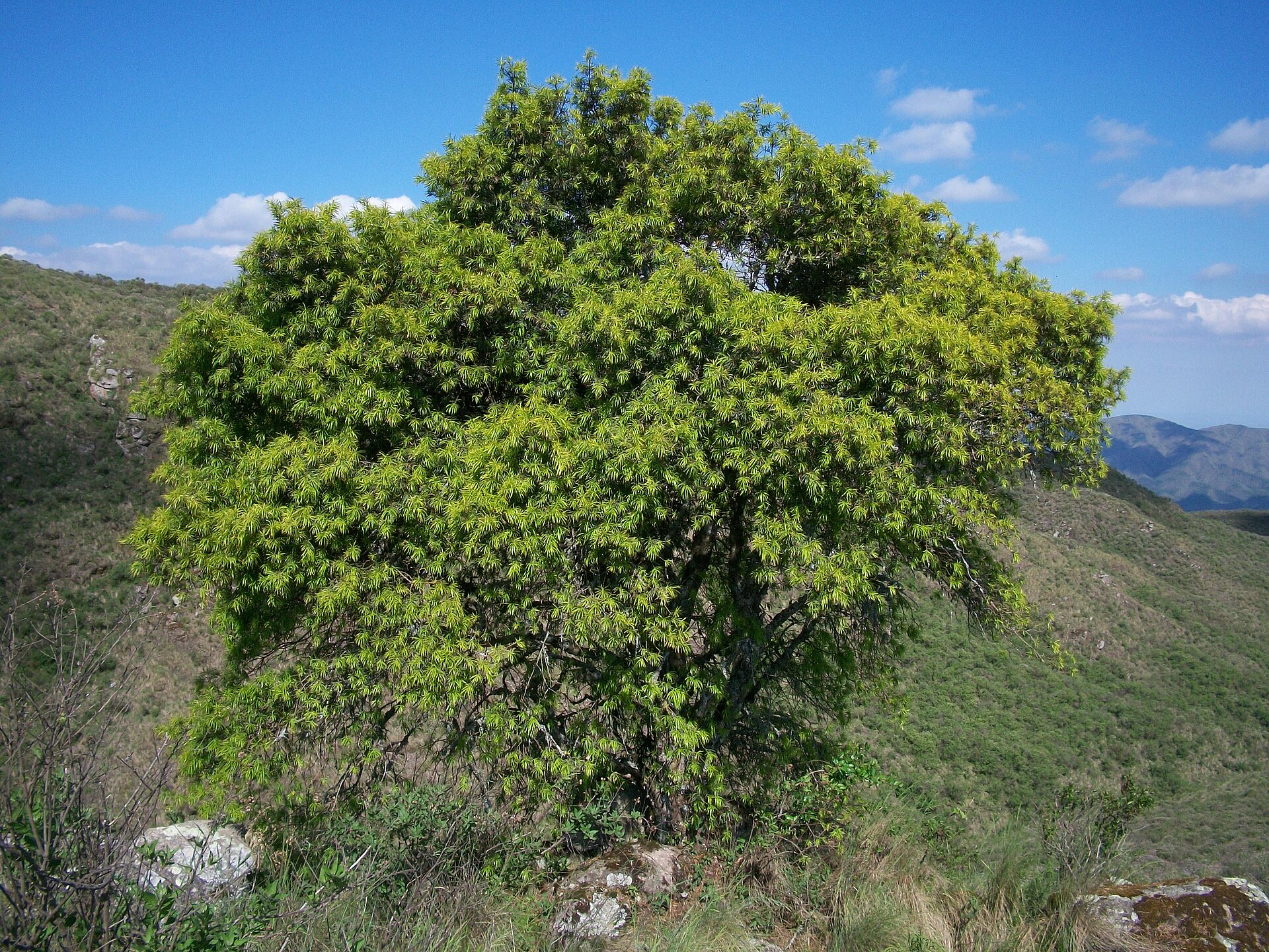 Imagem de referência de Podocarpus parlatorei, descrito nos dados abertos como espécie de planta