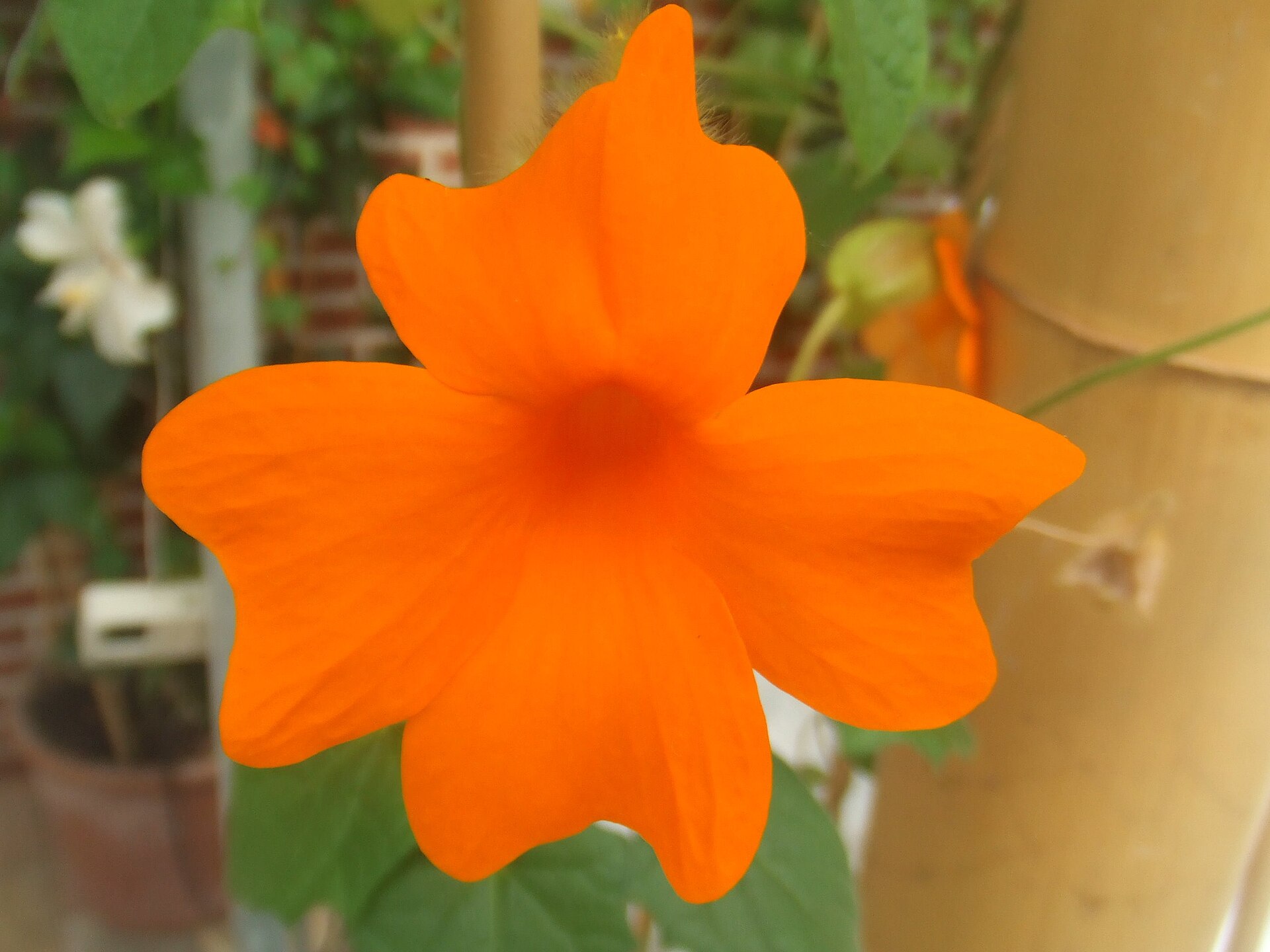 Imagem de referência de Thunbergia gregorii, descrito nos dados abertos como espécie de planta