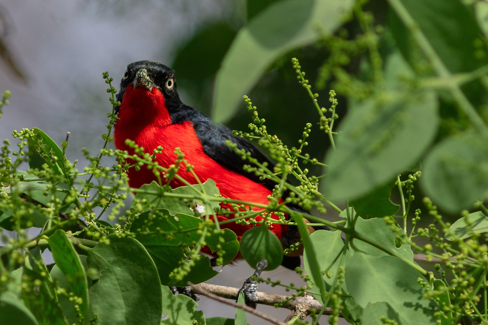 Imagem de referência relacionada a Laniarius erythrogaster, item descrito como espécie de ave