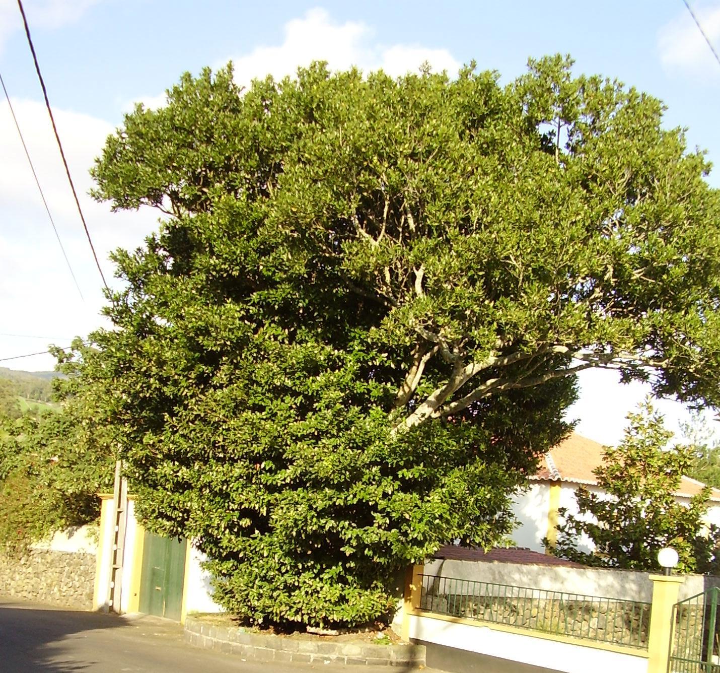 Imagem de referência de Ocotea, descrito nos dados abertos como género de plantas