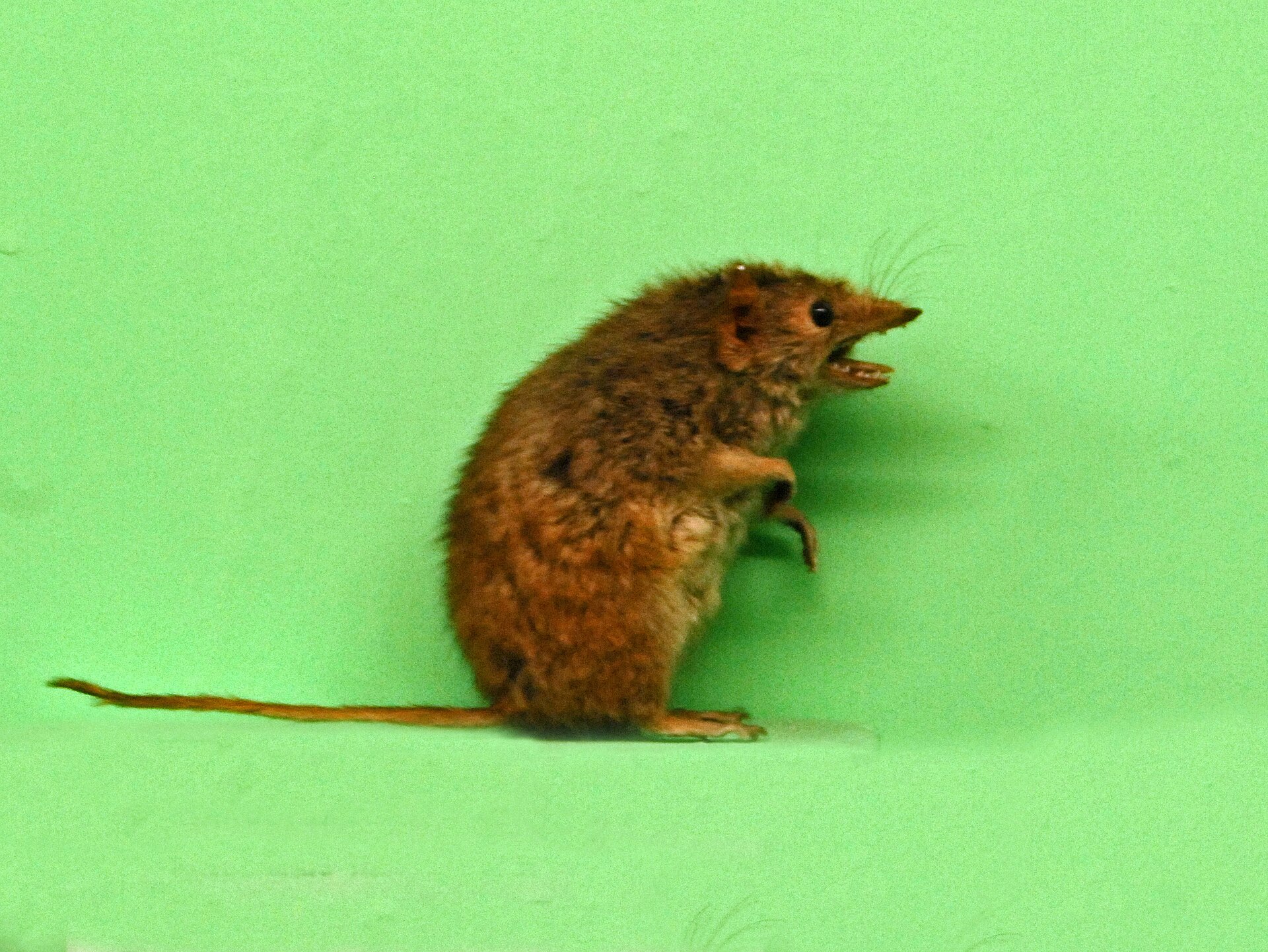 Imagem de referência relacionada a Antechinus minimus, item descrito como espécie de mamífero
