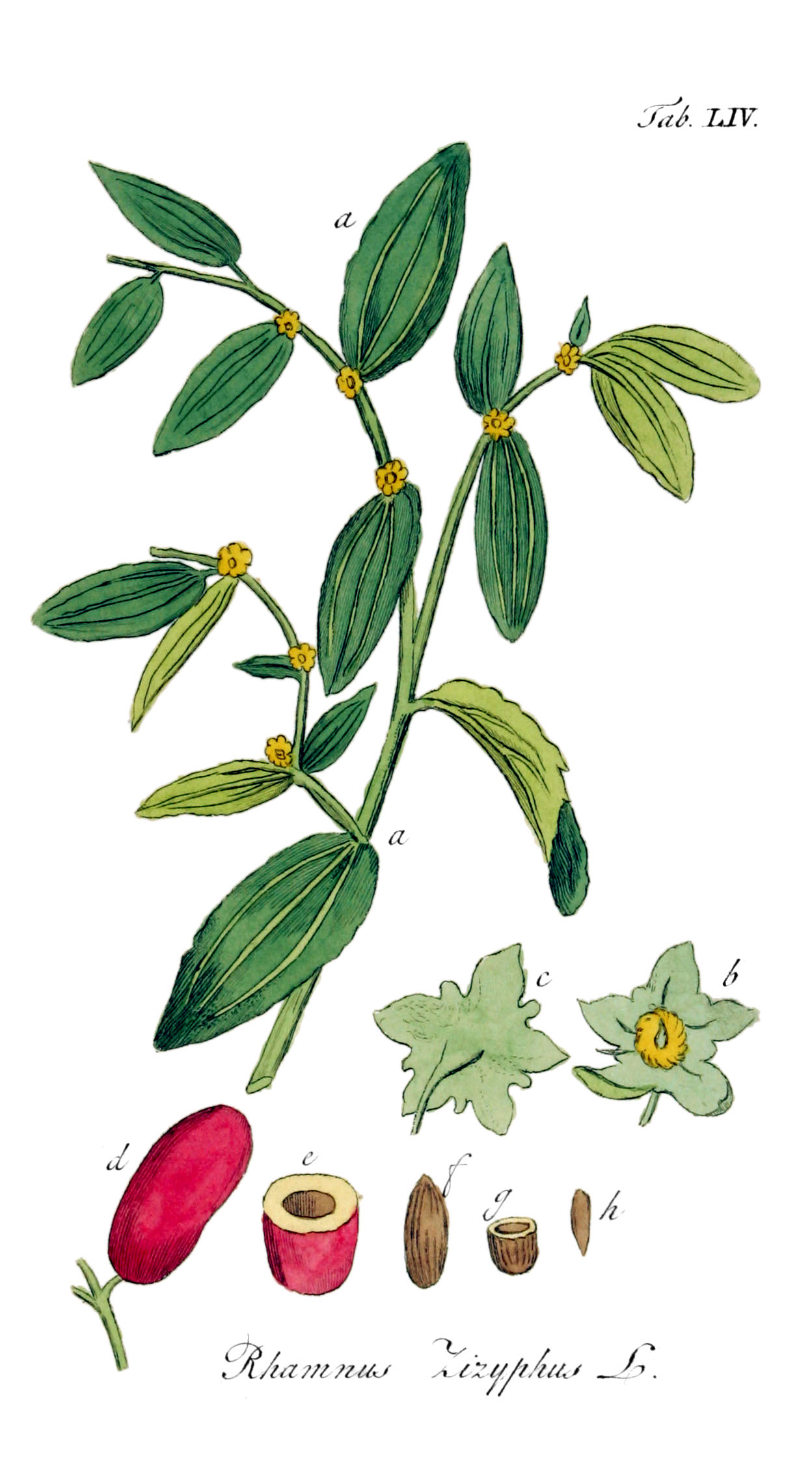 Imagem de referência de Ziziphus, descrito nos dados abertos como género de plantas