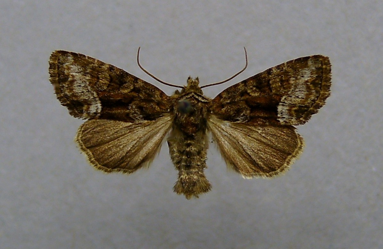 Imagem de referência de Oligia versicolor, descrito nos dados abertos como espécie de inseto
