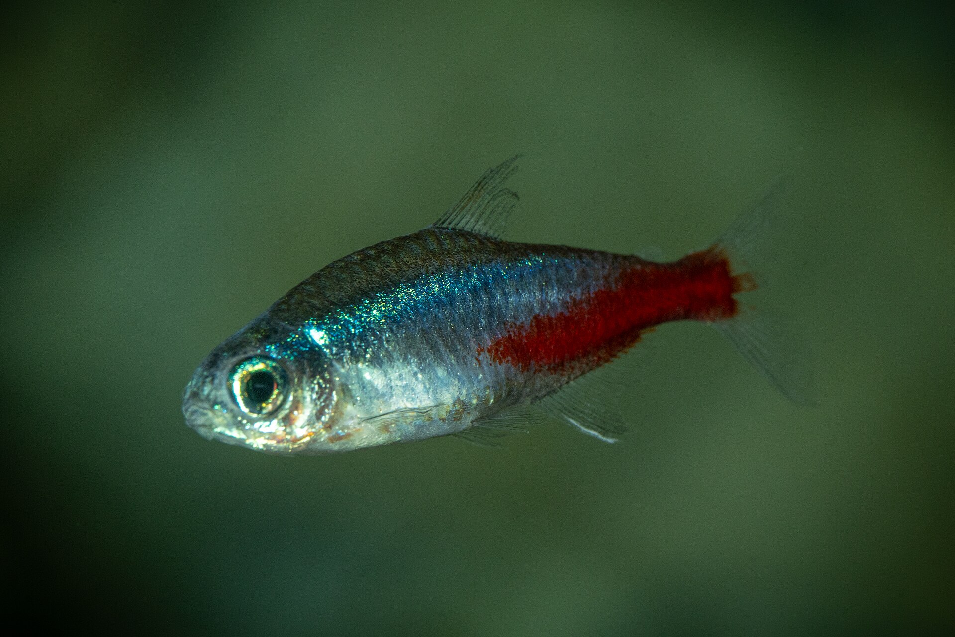 Imagem de referência relacionada a Néon, item descrito como espécie de peixe