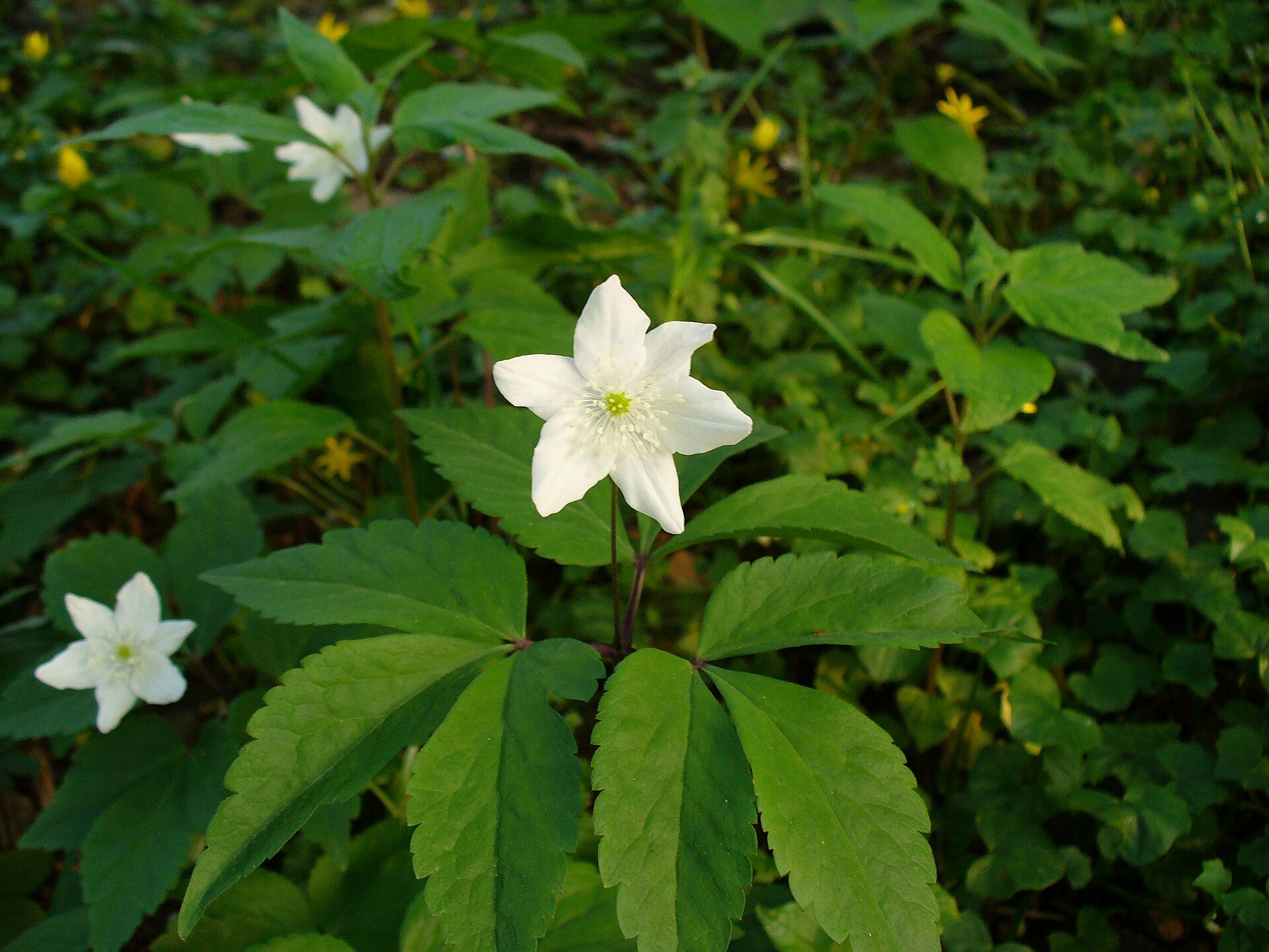 Imagem de referência de Anemone trifolia, descrito nos dados abertos como espécie de planta