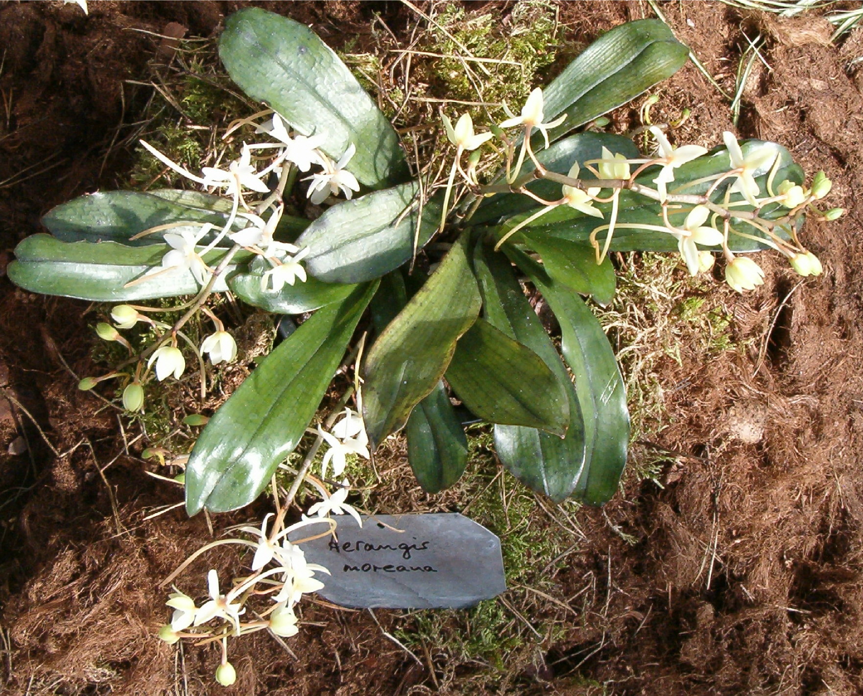 Imagem de referência relacionada a Aerangis, item descrito como género de plantas
