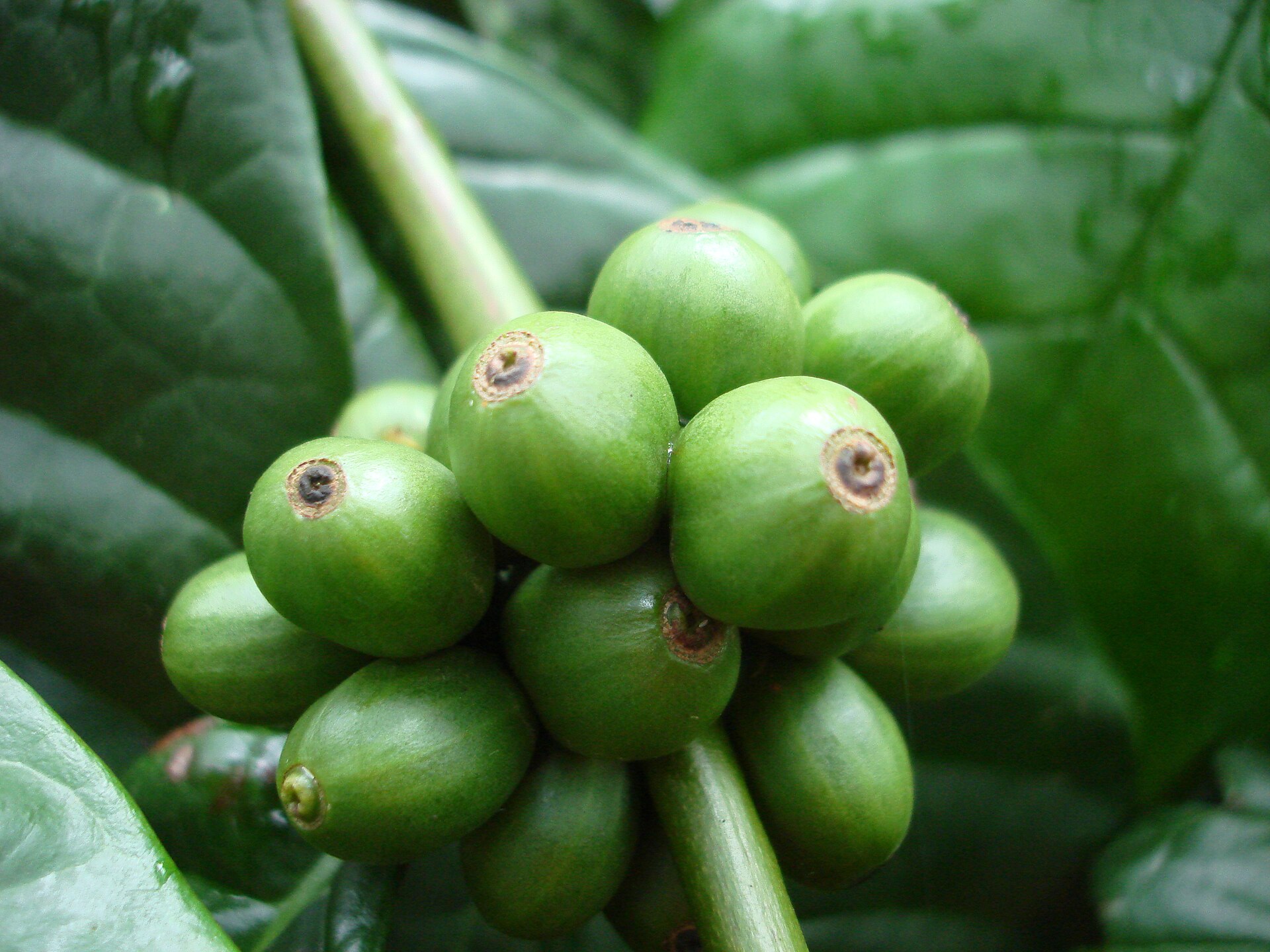 Imagem de referência relacionada a Coffea canephora, item descrito como espécie de planta