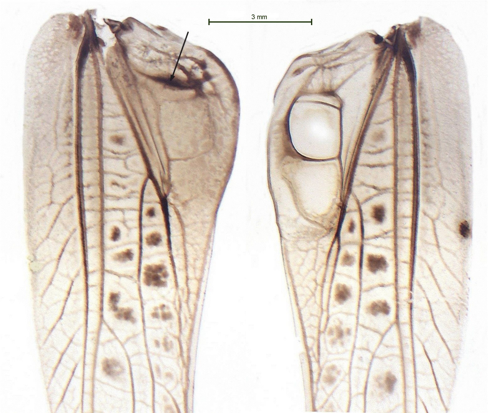 Imagem de referência de Gampsocleis glabra, descrito nos dados abertos como espécie de inseto