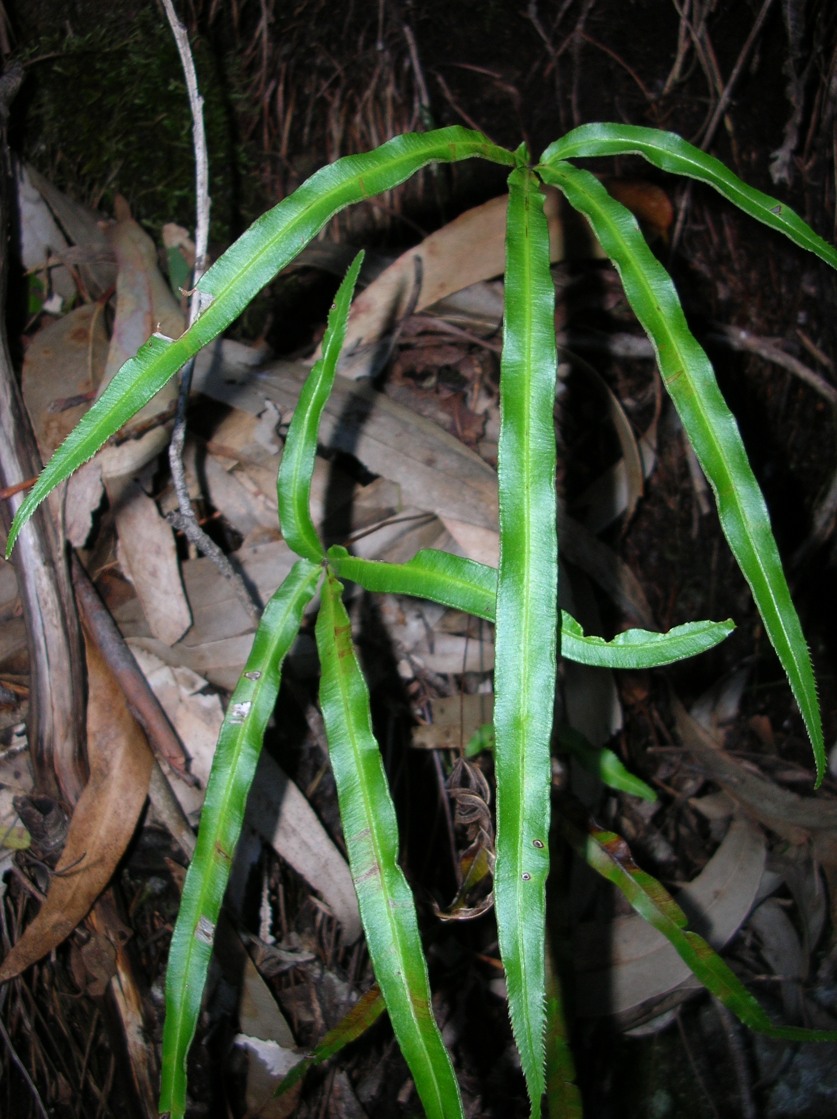Imagem de referência de Pteris, descrito nos dados abertos como género de plantas