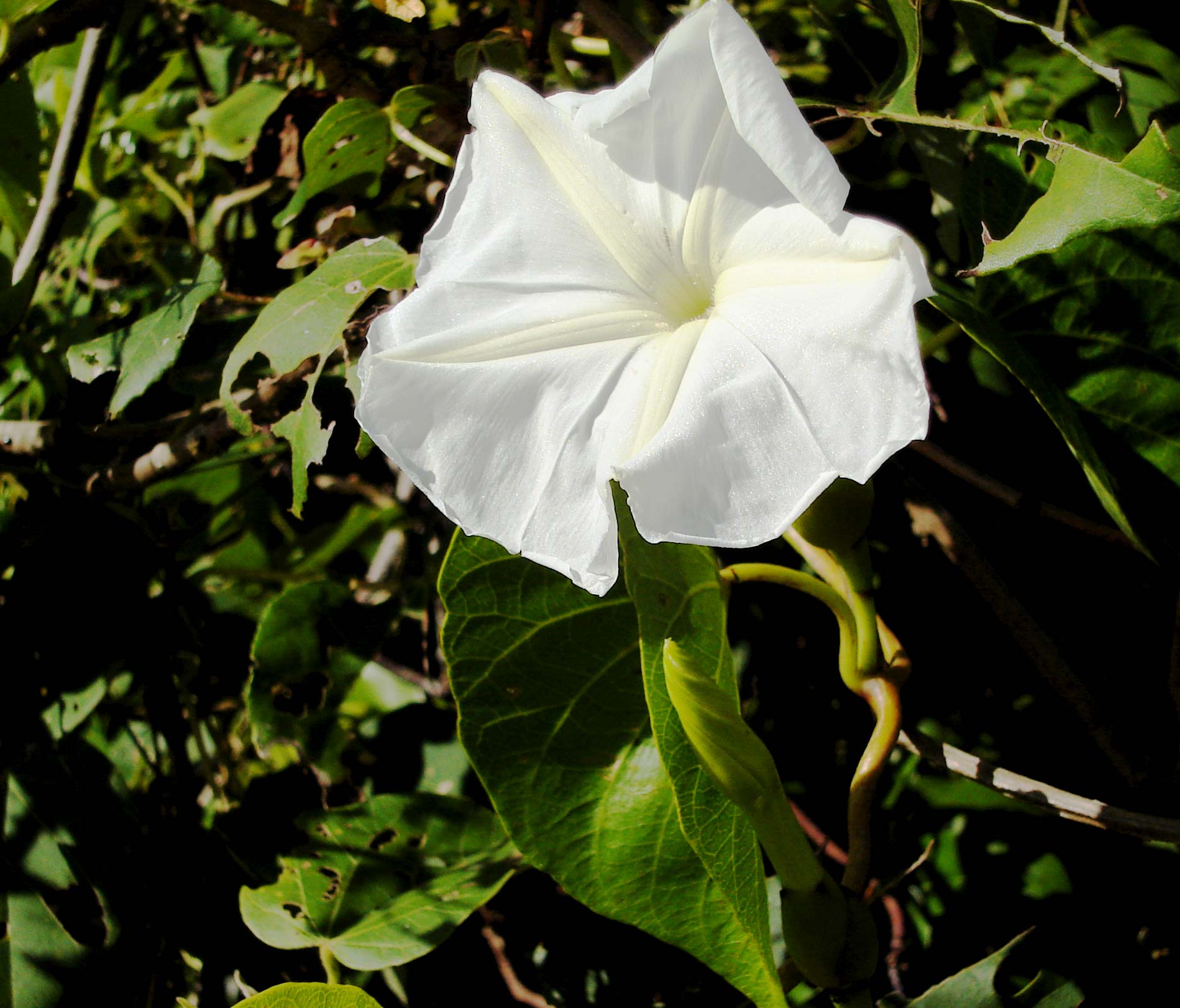 Imagem de referência relacionada a Ipomoea violacea, item descrito como registro de referência sobre Ipomoea violacea, organizado a partir de dados estruturados abertos