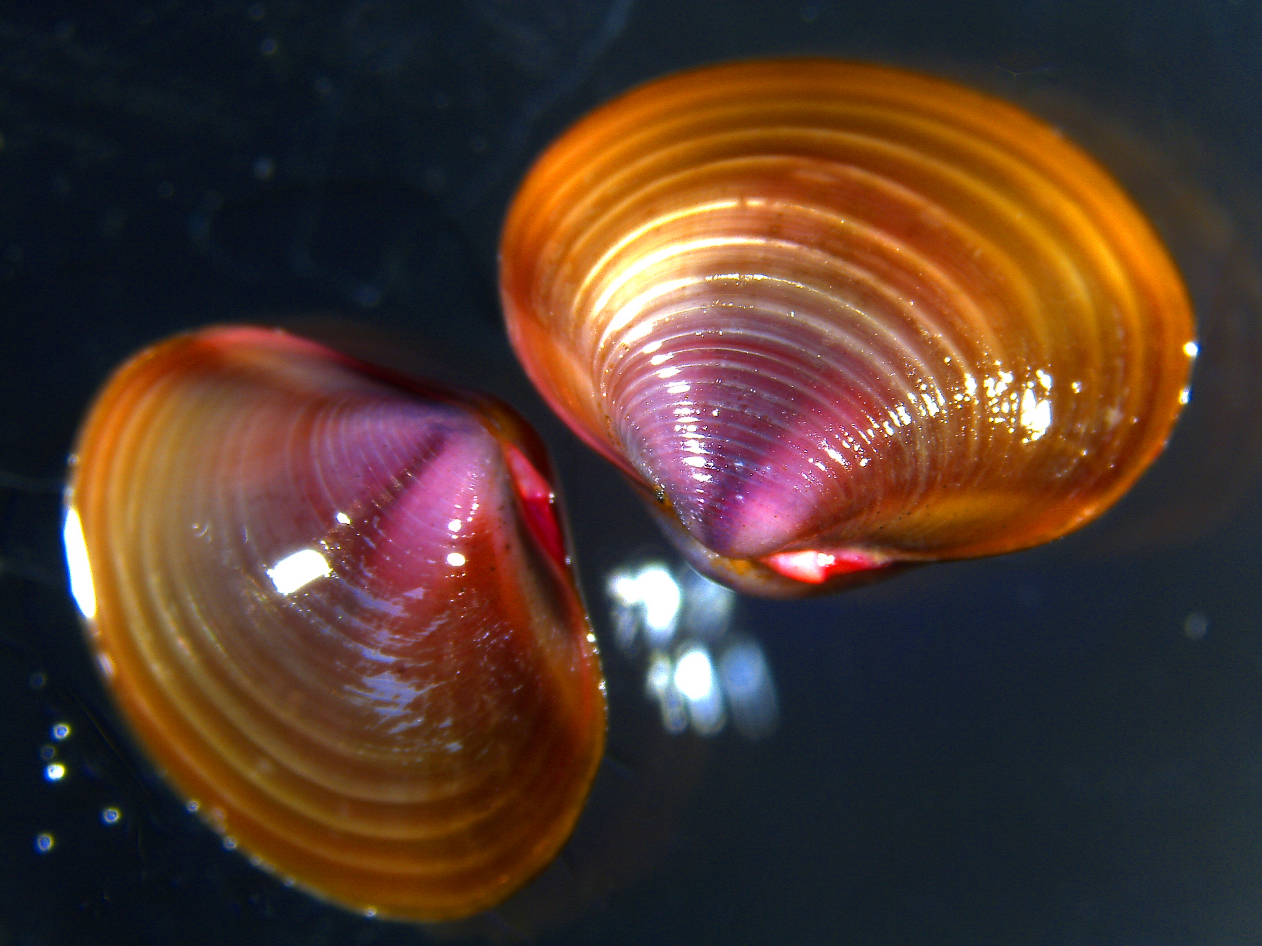 Imagem de referência de Corbicula fluminea, descrito nos dados abertos como espécie de molusco
