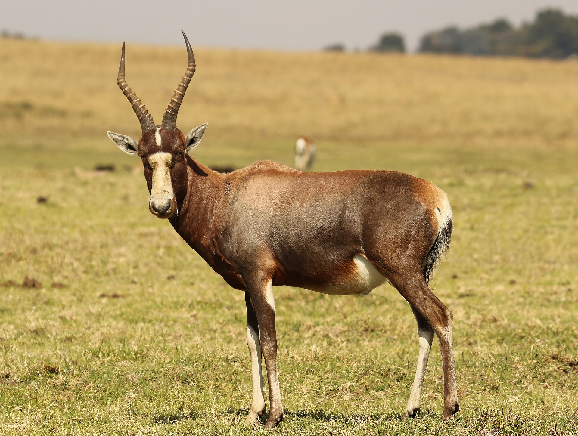Imagem de referência relacionada a Damaliscus pygargus phillipsi, item descrito como subespécie de mamífero