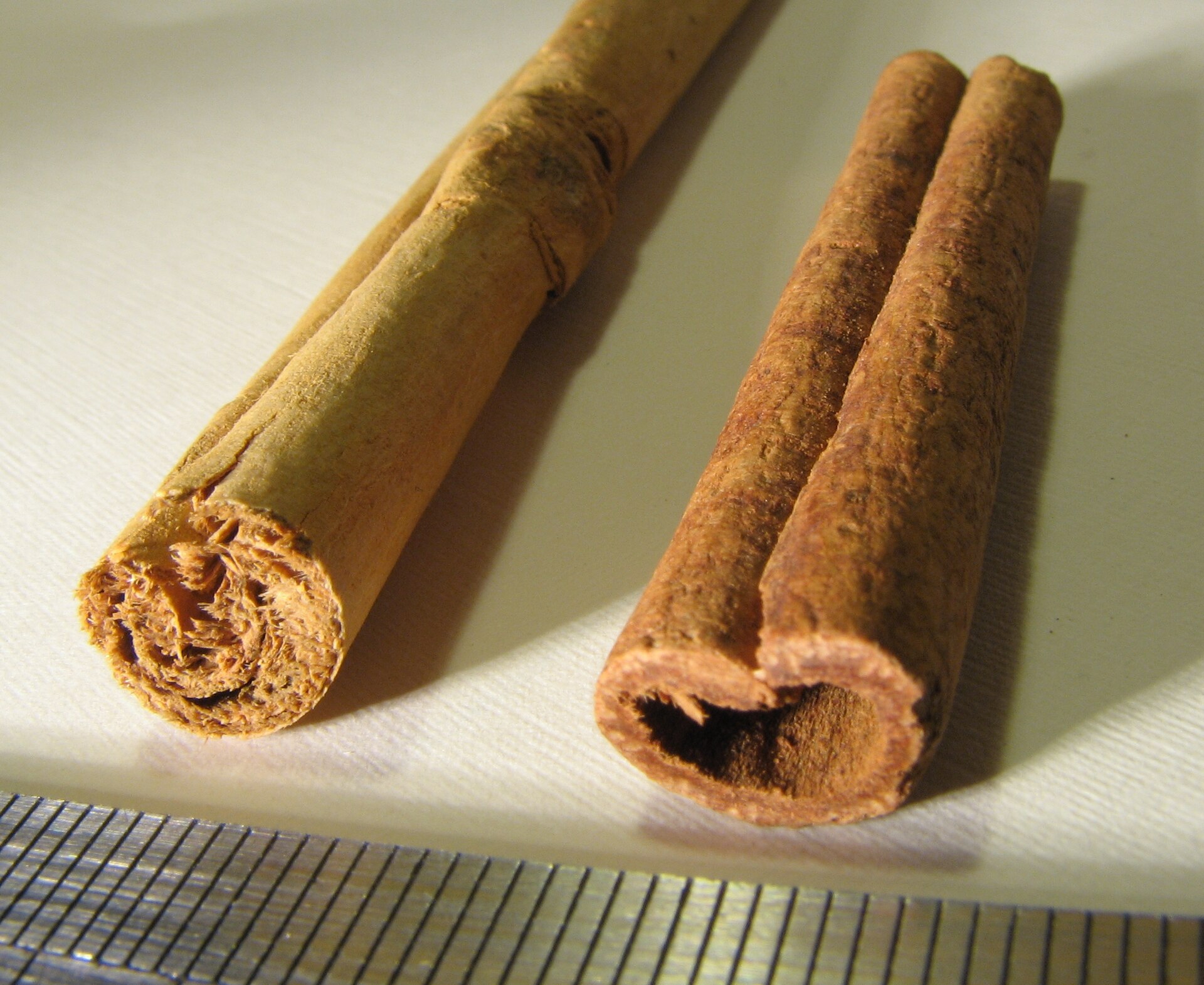Imagem de referência relacionada a Cinnamomum, item descrito como género de plantas