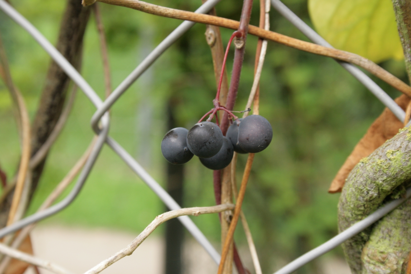 Imagem de referência de Menispermum, descrito nos dados abertos como género de plantas