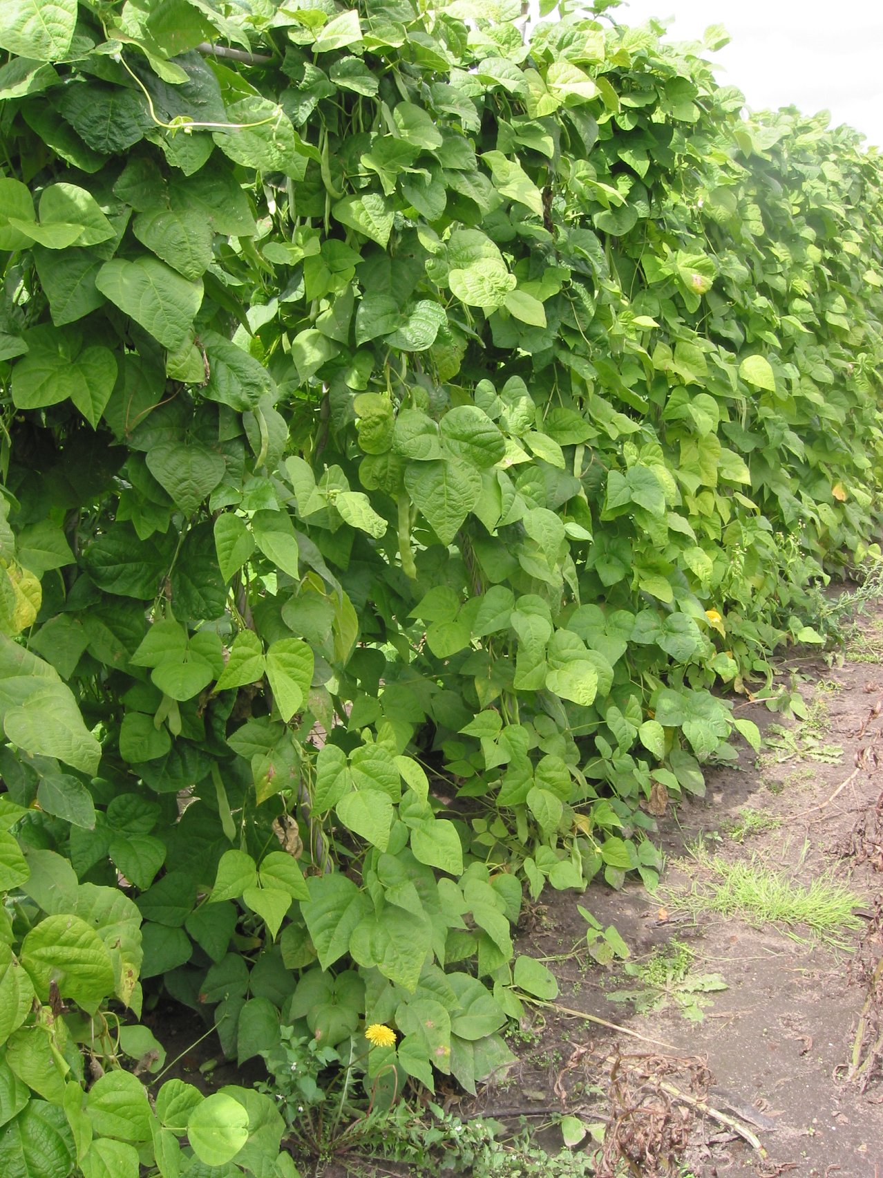 Imagem de referência de Phaseolus, descrito nos dados abertos como género de plantas