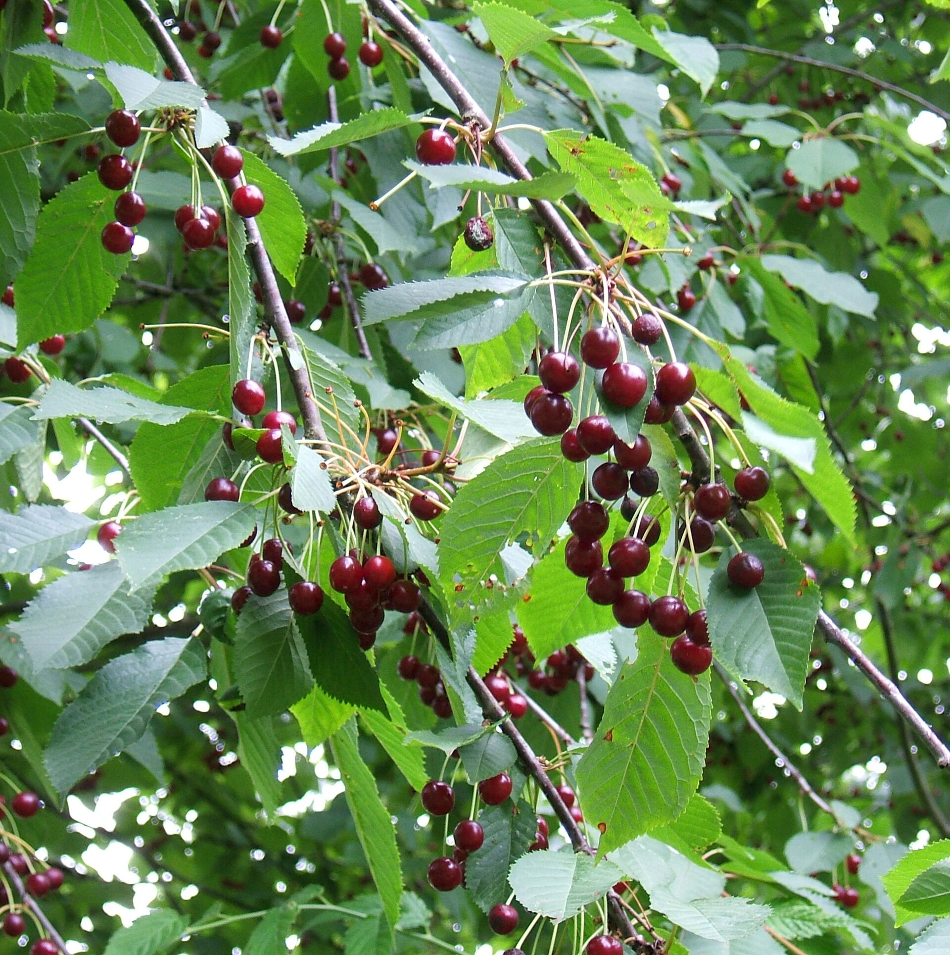Imagem de referência de Prunus avium, descrito nos dados abertos como espécie de planta