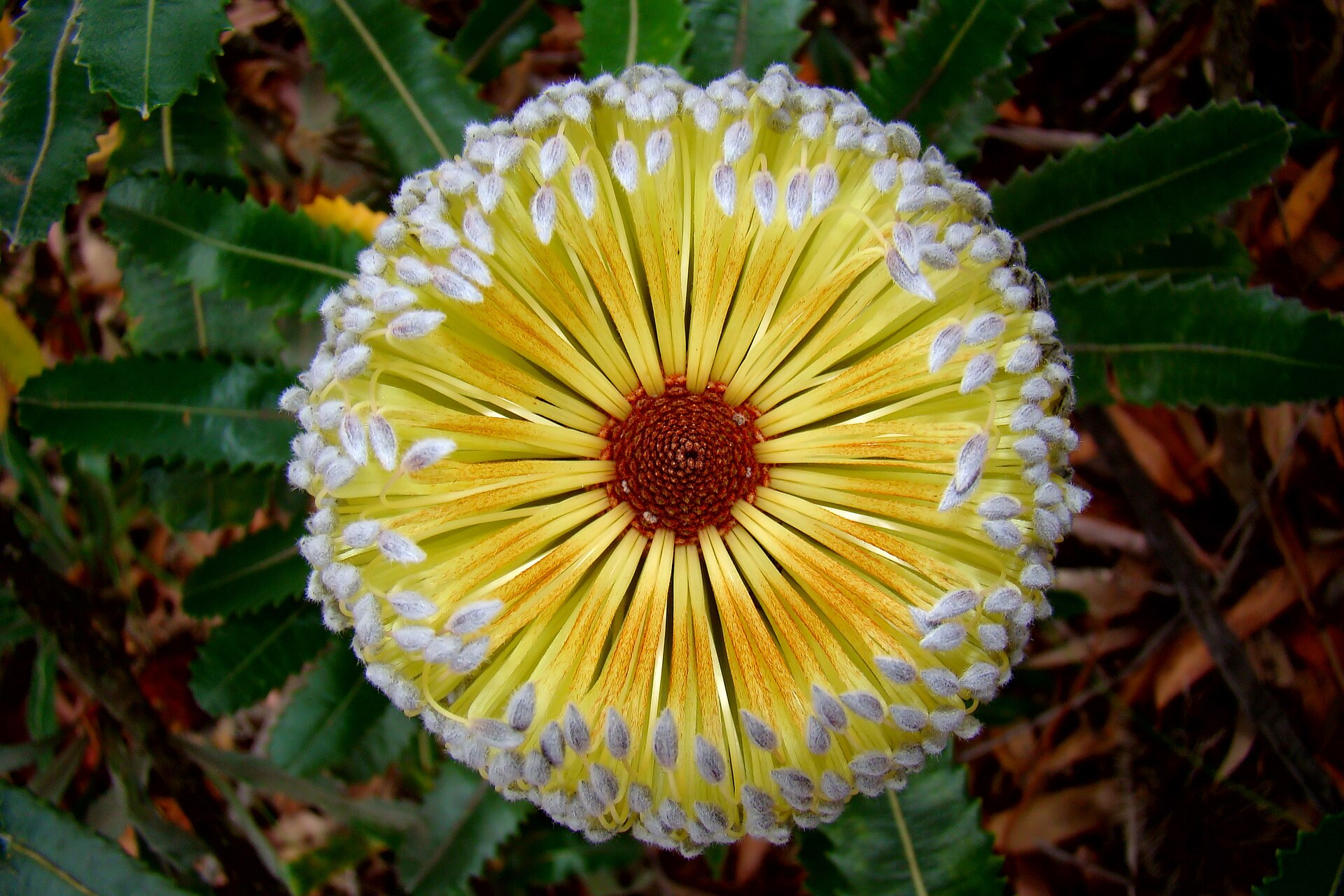 Imagem de referência relacionada a Banksia, item descrito como género de plantas