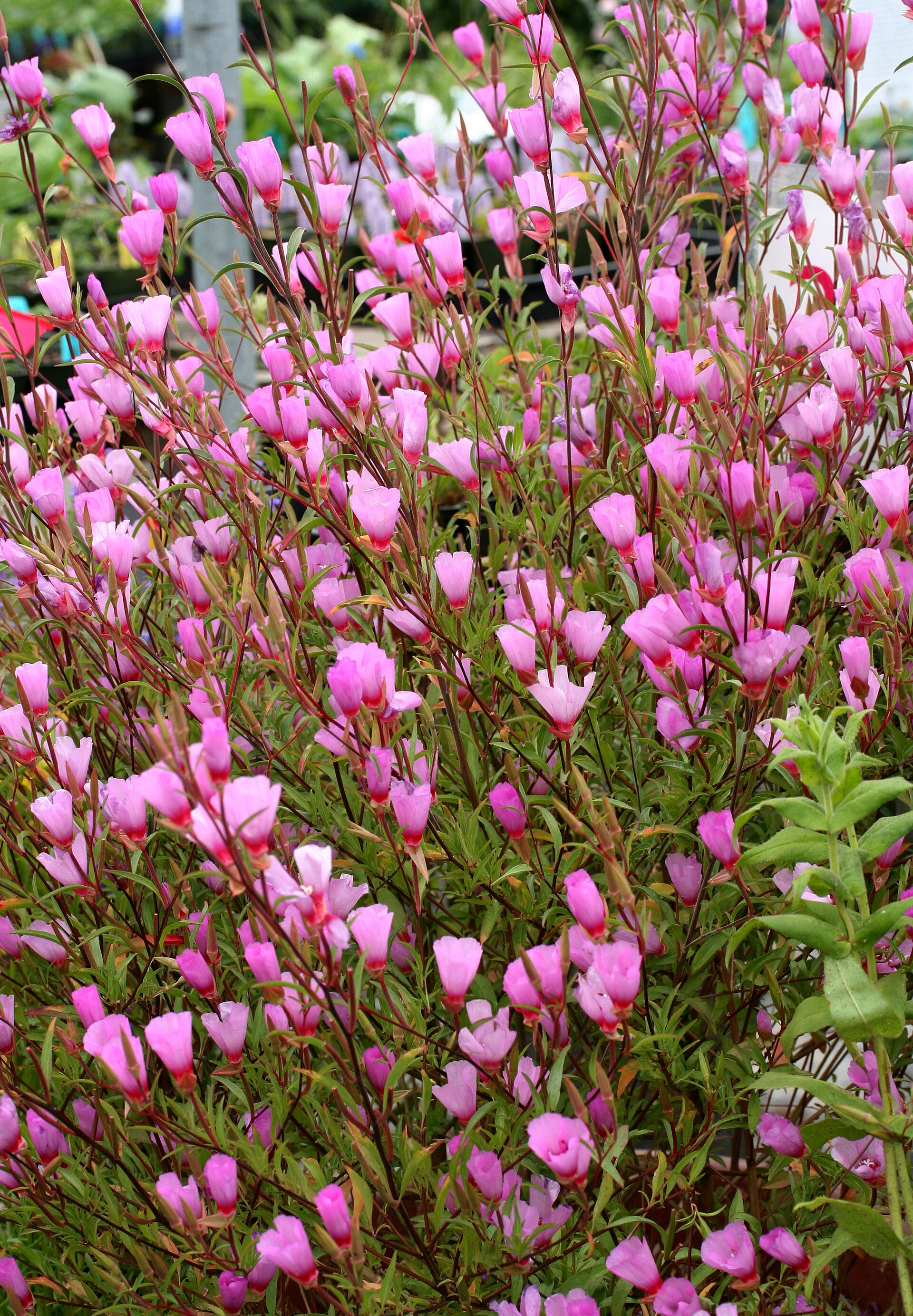 Imagem de referência de Clarkia, descrito nos dados abertos como género de plantas