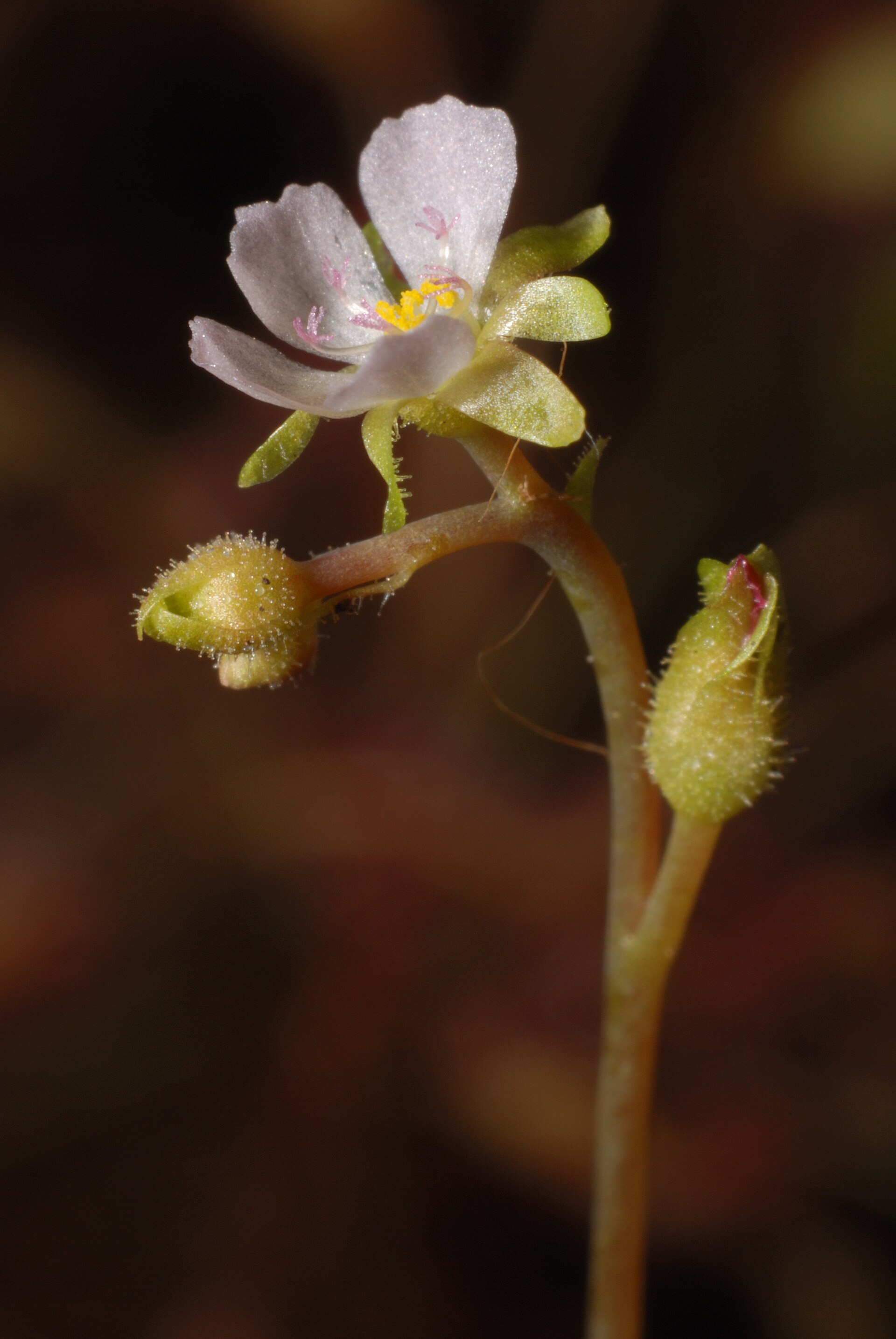 Imagem de referência relacionada a Drosera sessilifolia, item descrito como espécie de planta