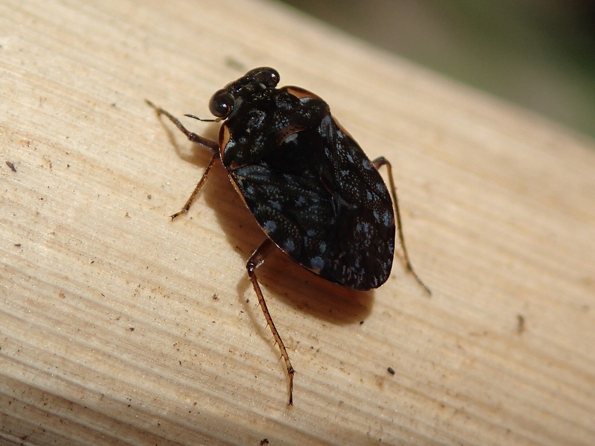 Imagem de referência de Ochterus marginatus, descrito nos dados abertos como espécie de inseto