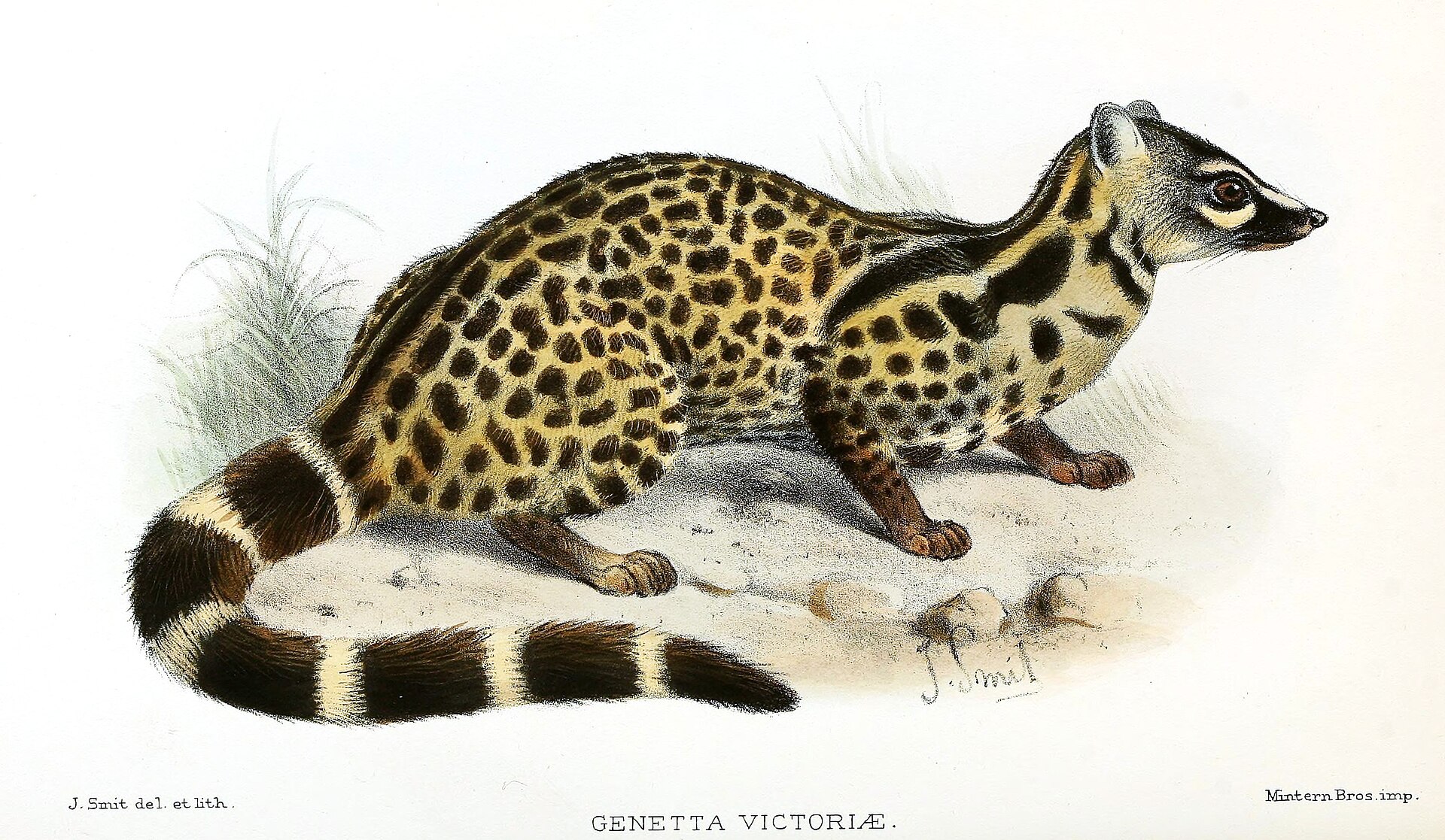 Imagem de referência relacionada a Genetta victoriae, item descrito como espécie de mamífero