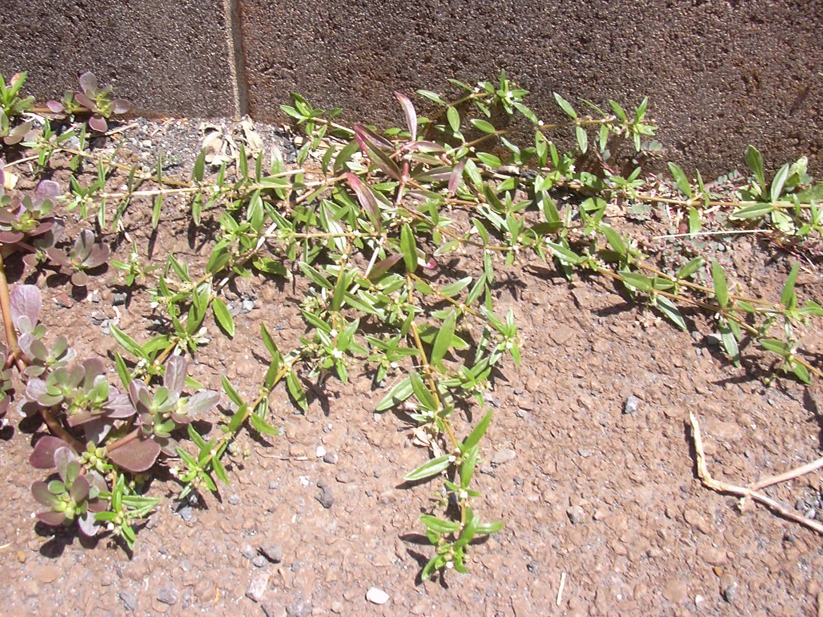 Imagem de referência de Oldenlandia, descrito nos dados abertos como género de plantas