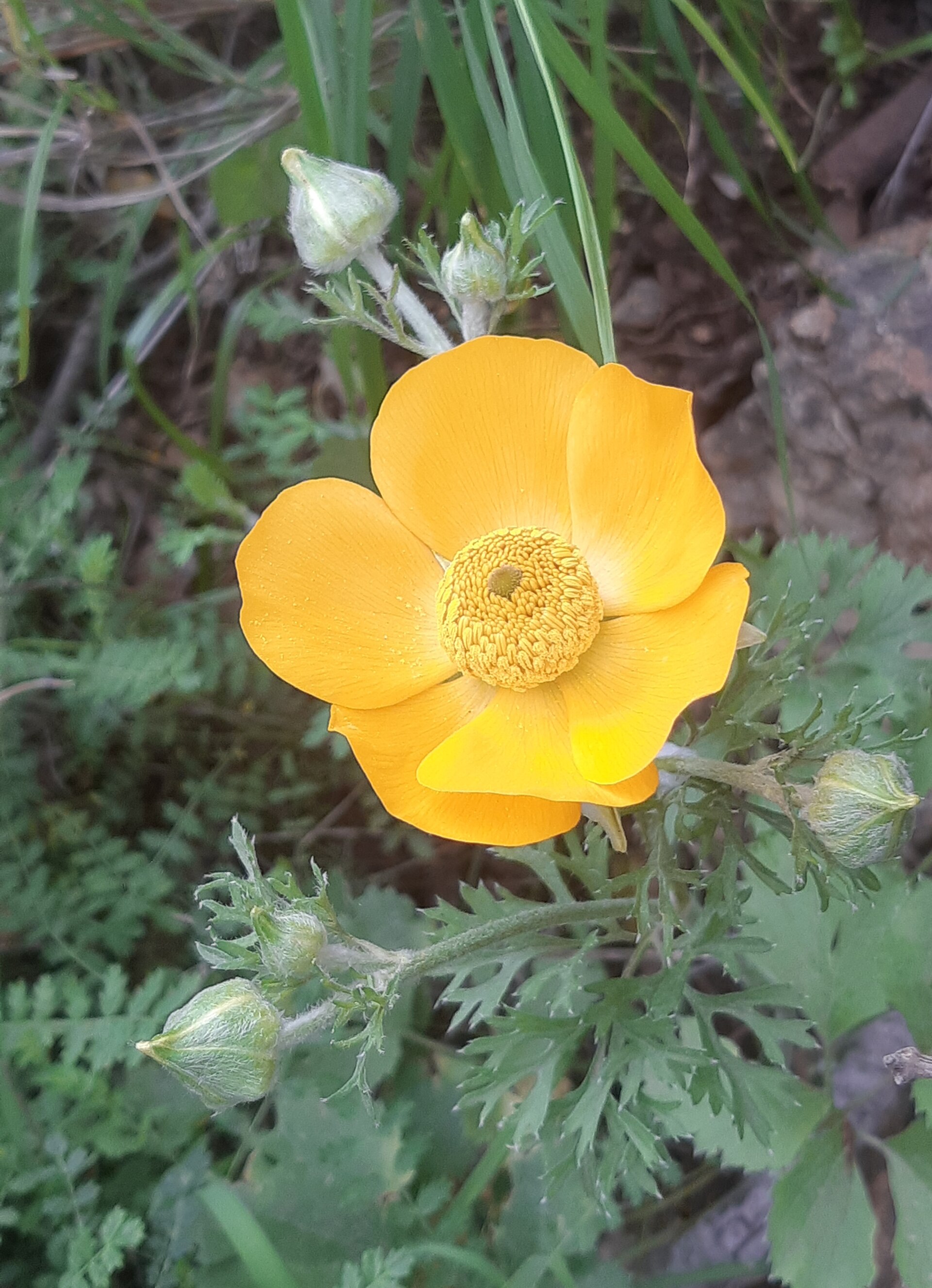 Imagem de referência de Ranunculus, descrito nos dados abertos como género de plantas