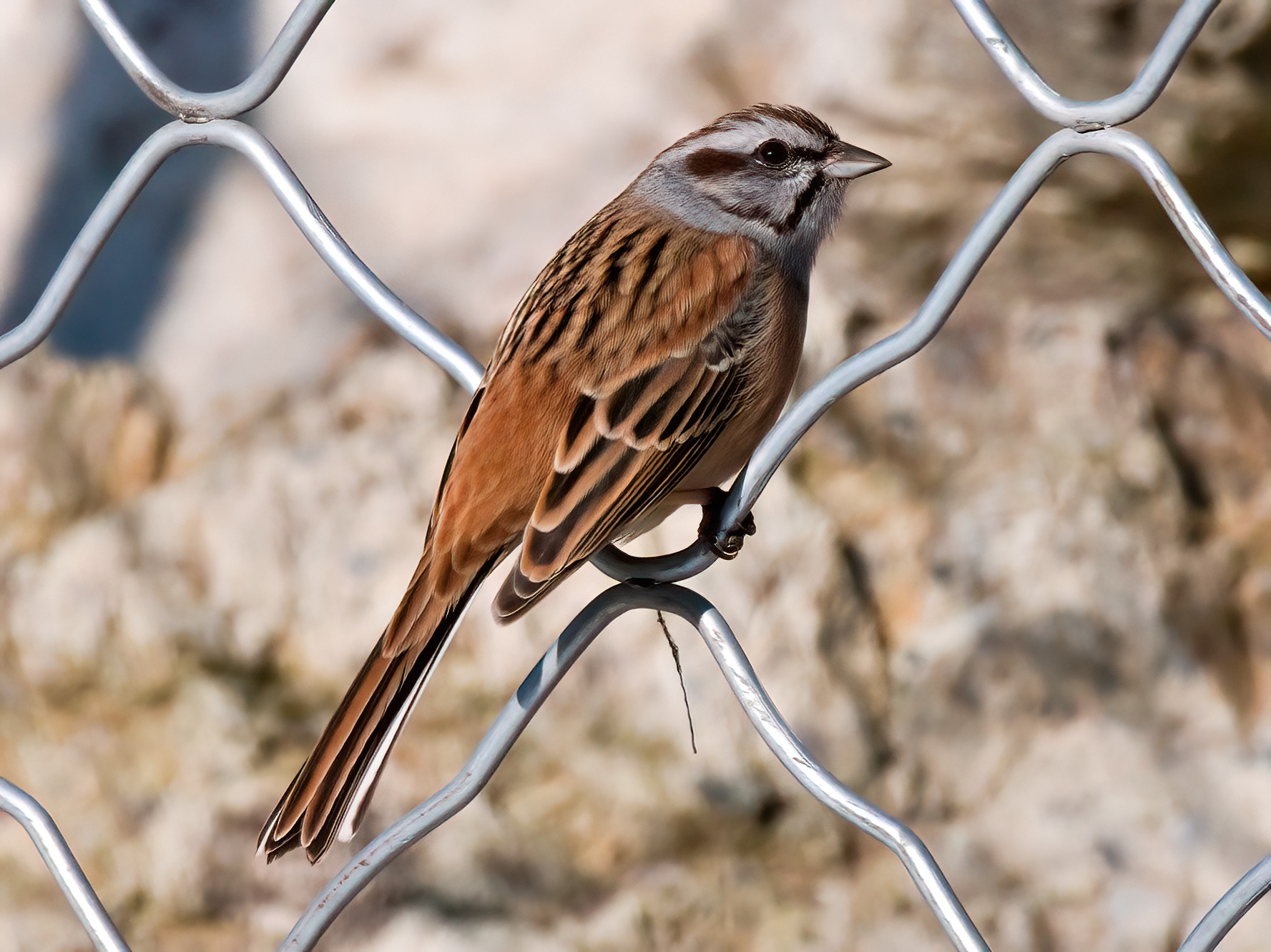 Imagem de referência relacionada a Emberiza godlewskii, item descrito como espécie de pássaro