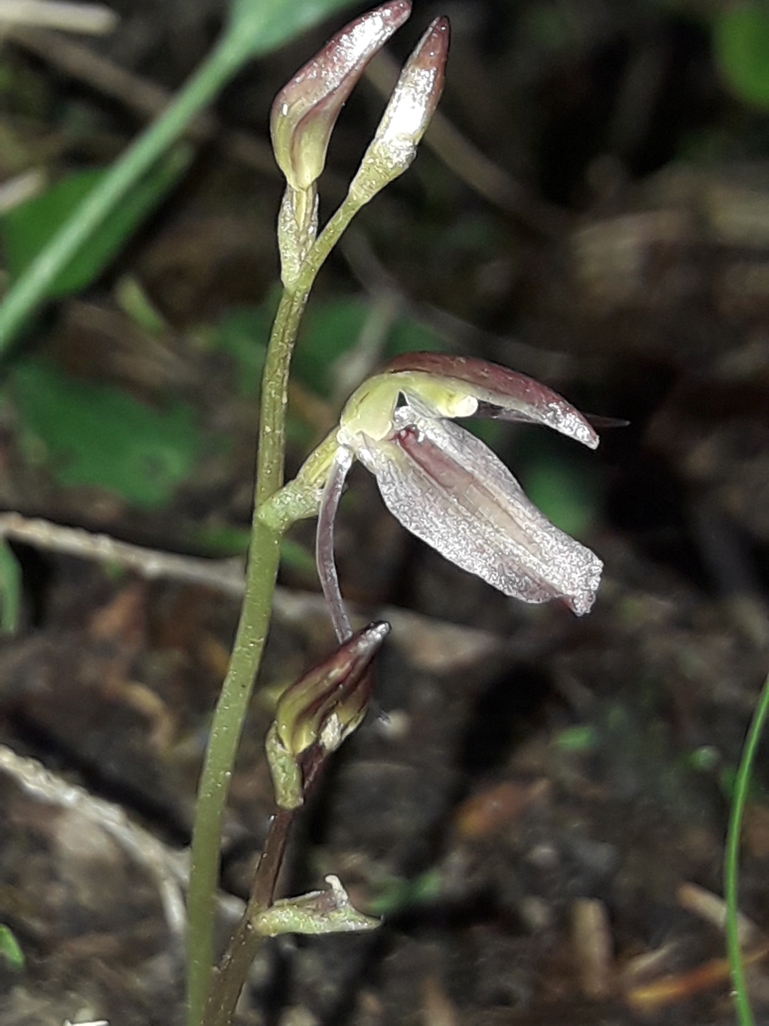 Imagem de referência relacionada a Cyrtostylis rotundifolia, item descrito como espécie de planta