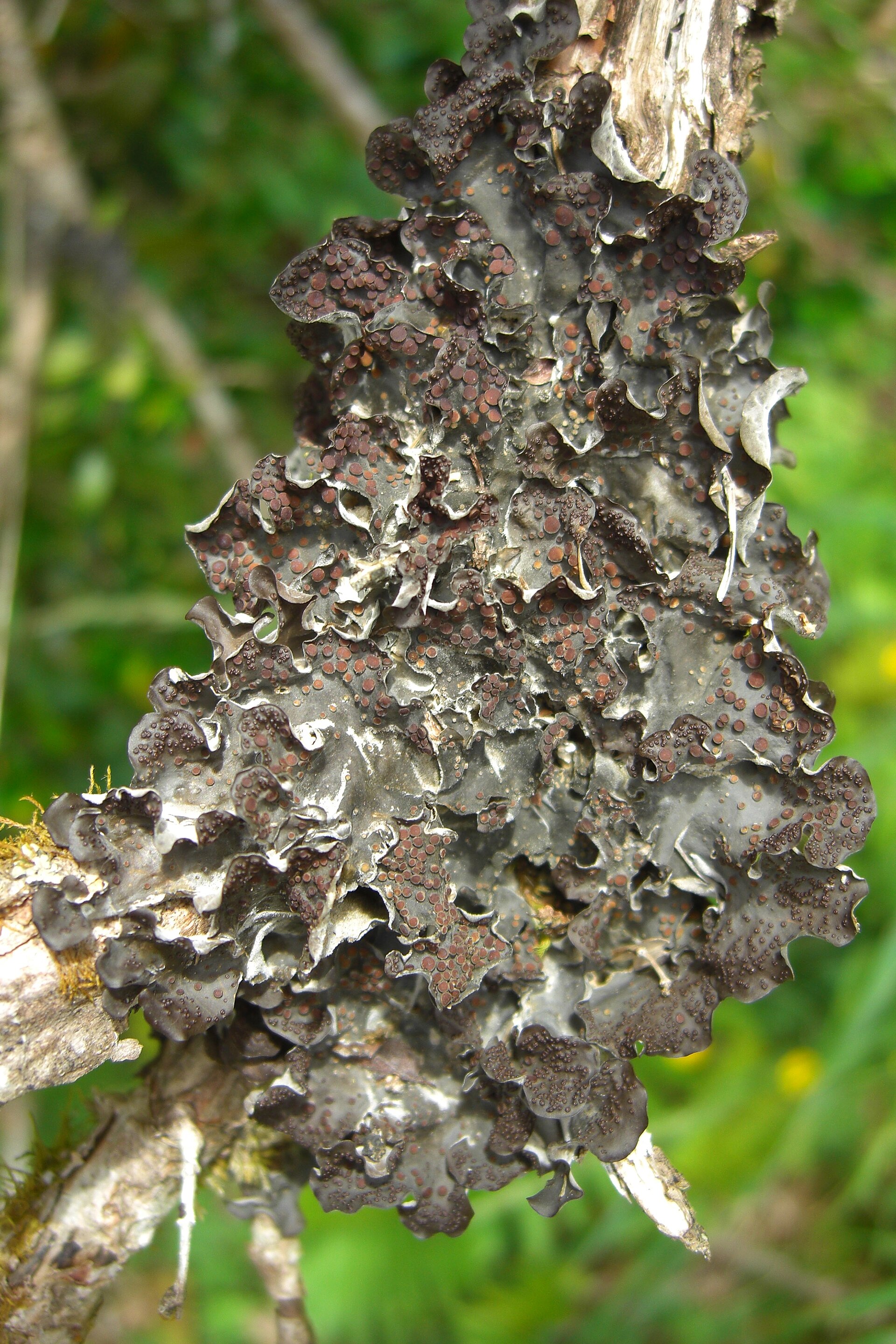Imagem de referência de Leptogium, descrito nos dados abertos como género de fungos