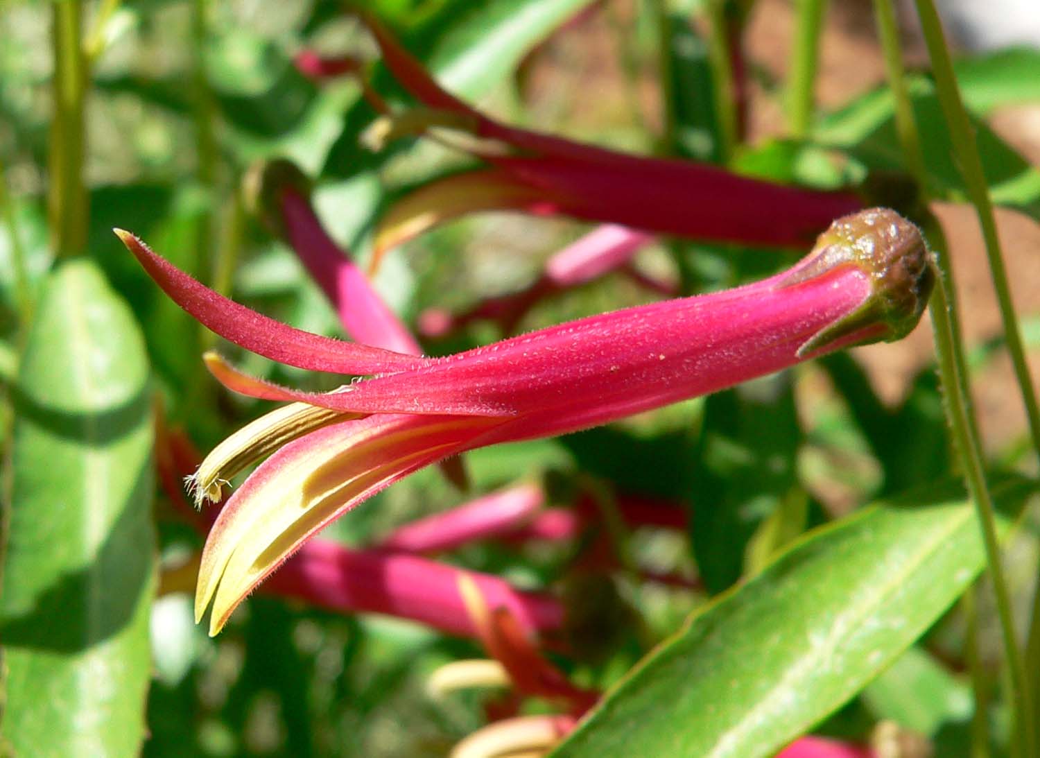 Imagem de referência de Lobelia, descrito nos dados abertos como género de plantas