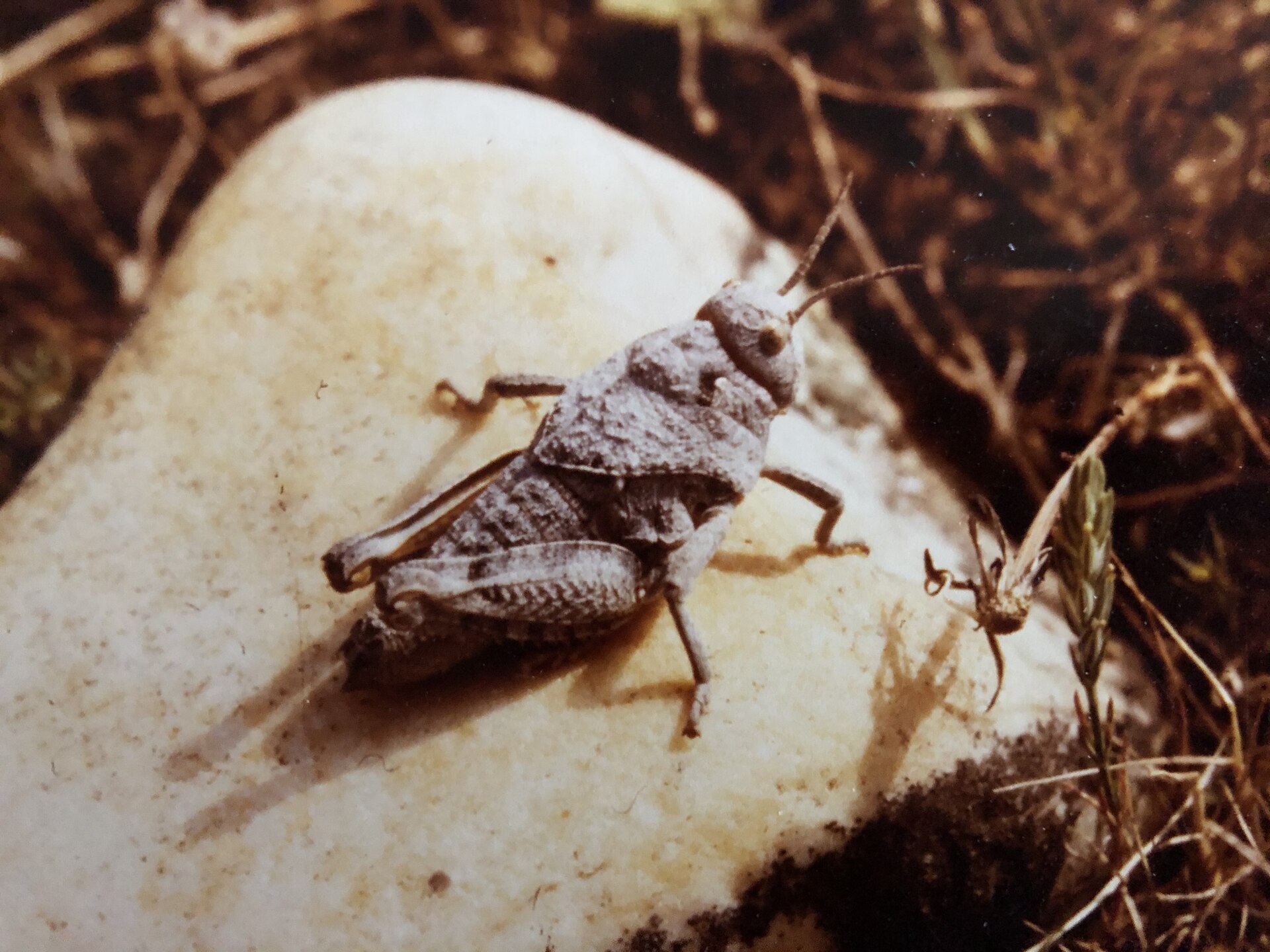 Imagem de referência de Prionotropis rhodanica, descrito nos dados abertos como espécie de inseto