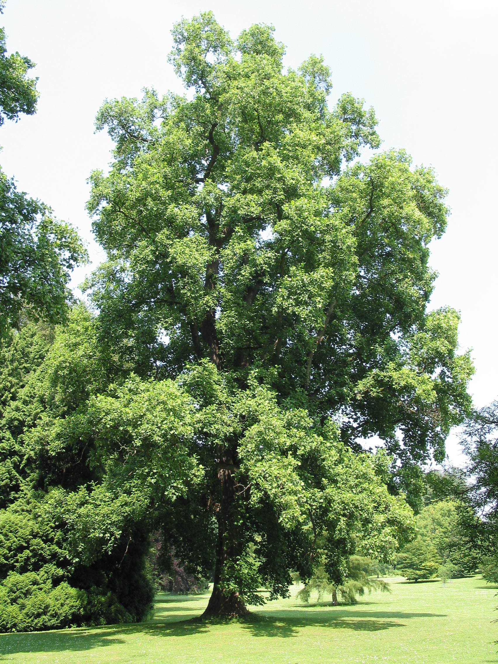 Imagem de referência de Magnoliaceae, descrito nos dados abertos como família de plantas dicotiledôneas