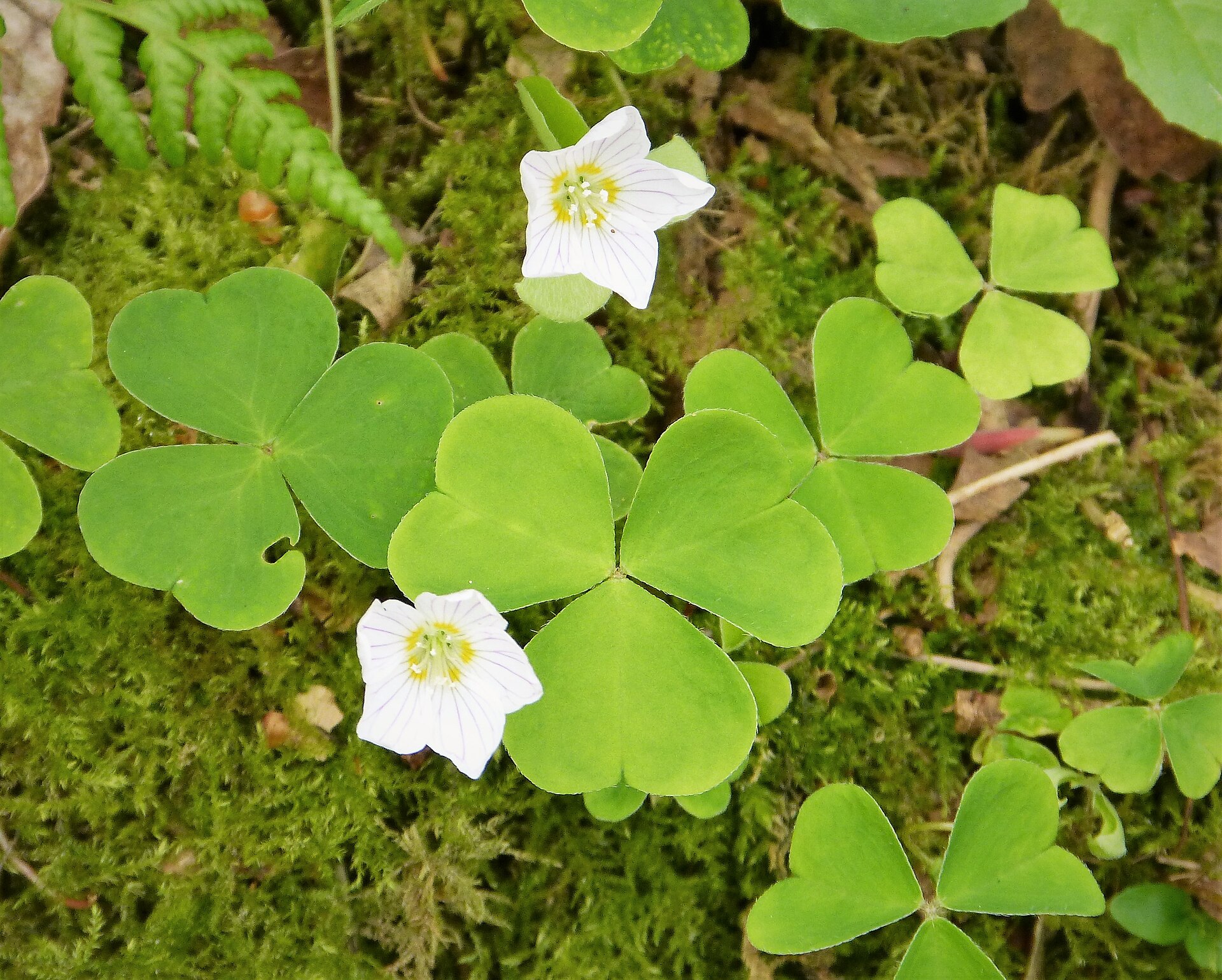 Imagem de referência de Oxalidaceae, descrito nos dados abertos como família de plantas com flor, da ordem Oxalidales, que agrupa espécies como a erva-azeda e a carambola