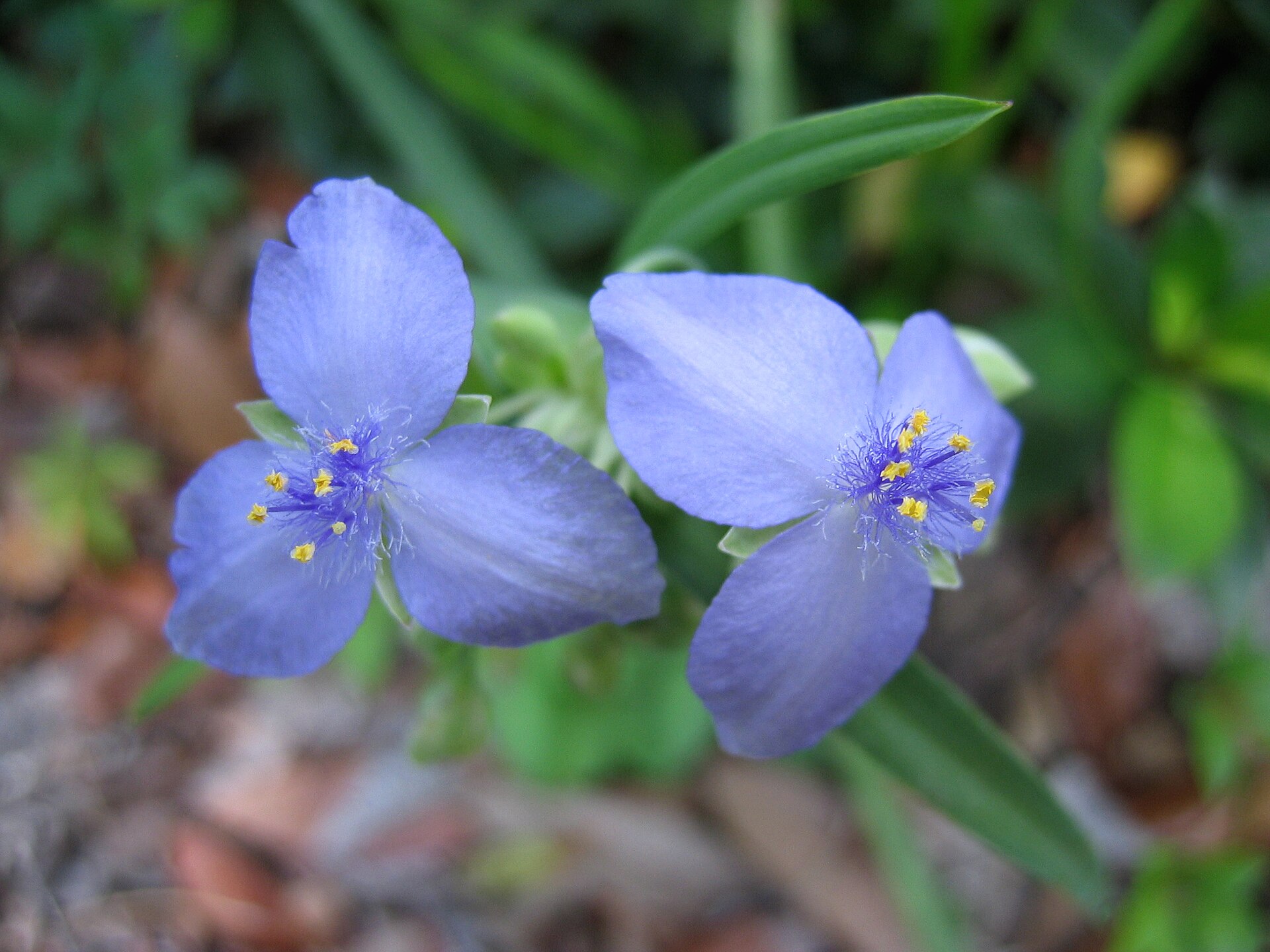 Imagem de referência de Tradescantia, descrito nos dados abertos como género de plantas