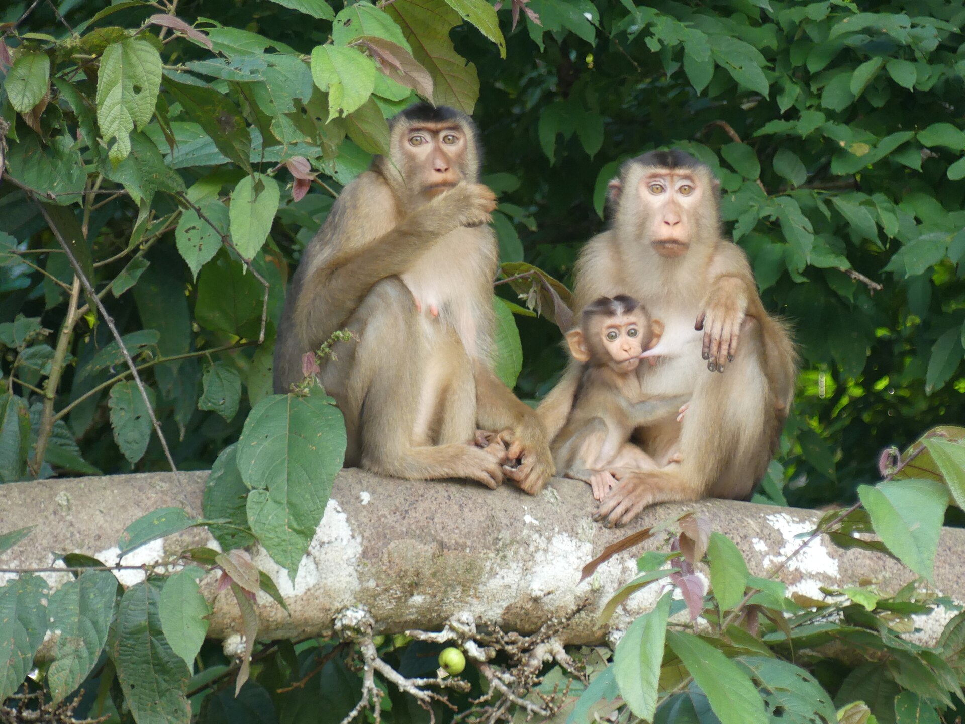 Imagem de referência de Macaca nemestrina, descrito nos dados abertos como espécie de primata