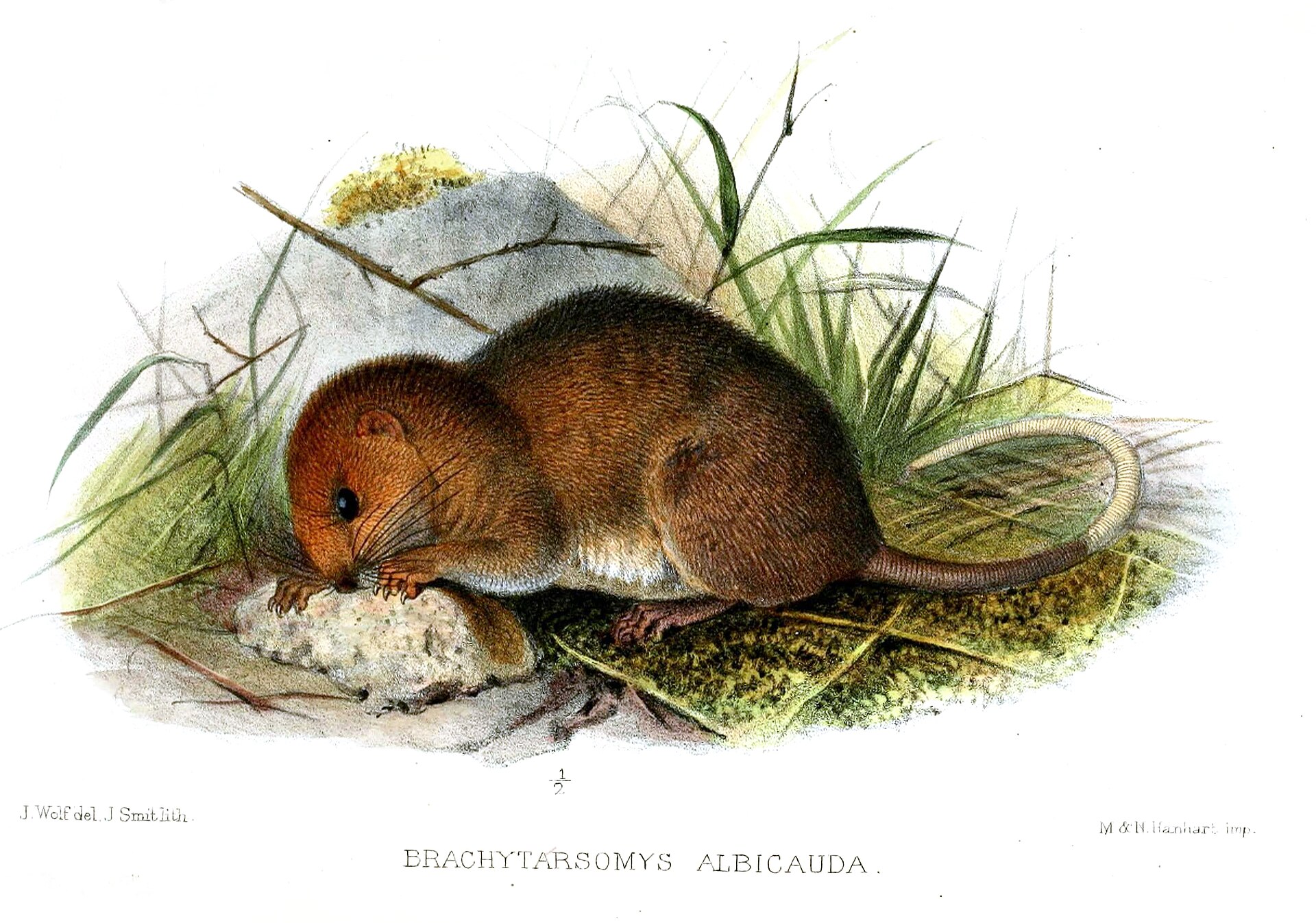 Imagem de referência relacionada a Mystromys albicaudatus, item descrito como espécie de mamífero