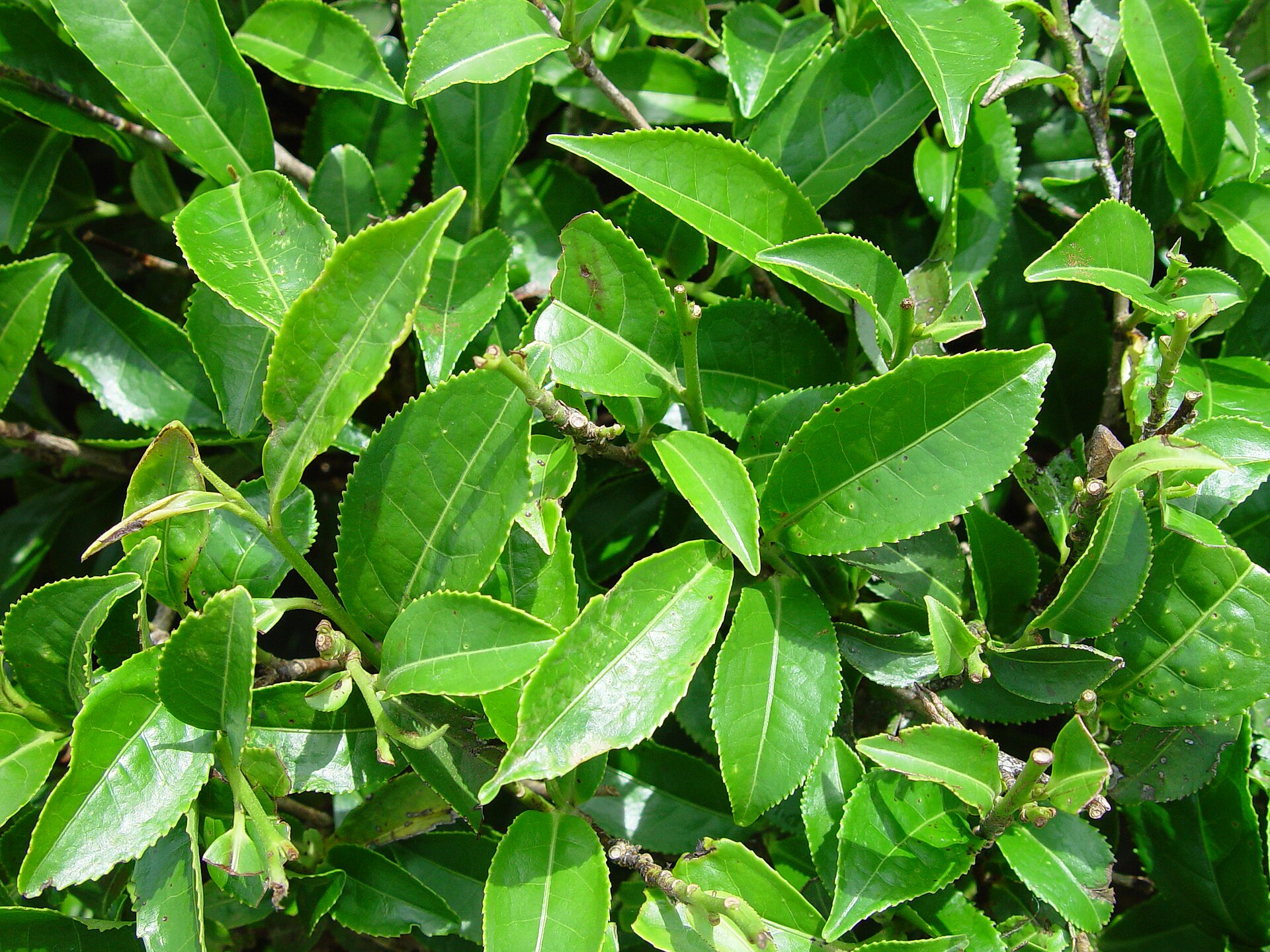 Imagem de referência relacionada a Camellia sinensis, item descrito como espécie de planta