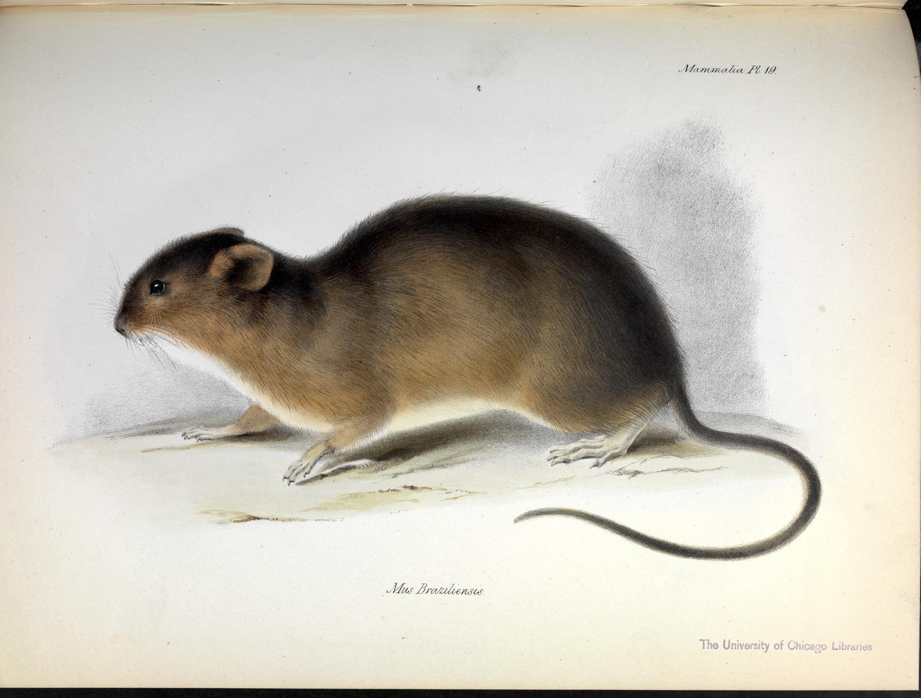 Imagem de referência de Holochilus brasiliensis, descrito nos dados abertos como espécie de mamífero