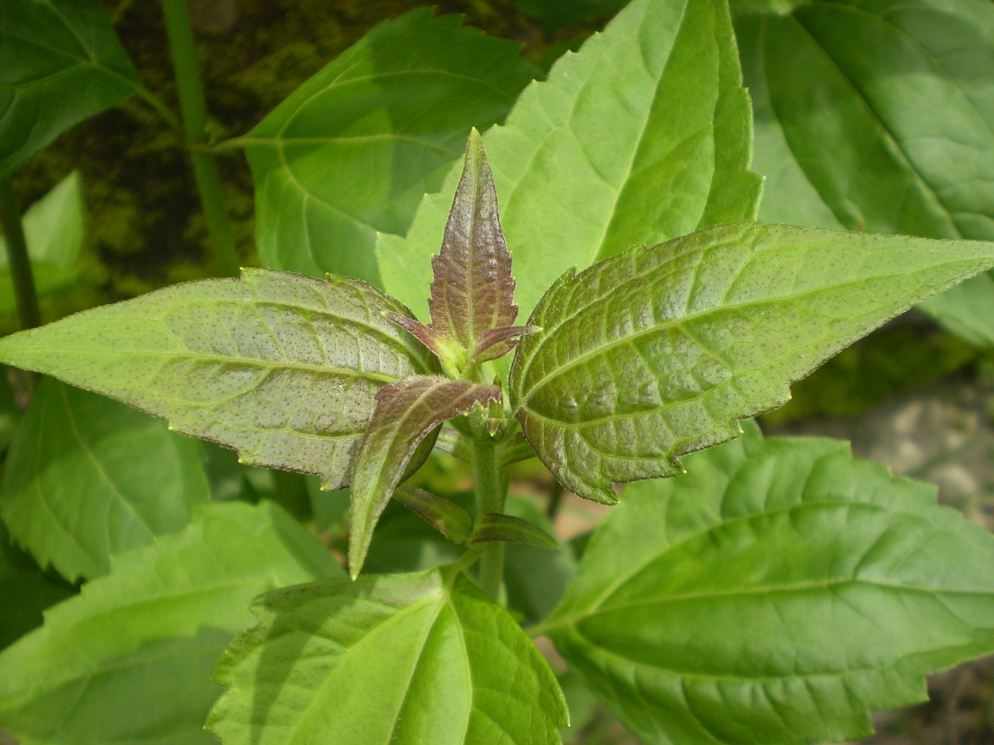 Imagem de referência de Chromolaena, descrito nos dados abertos como género de plantas
