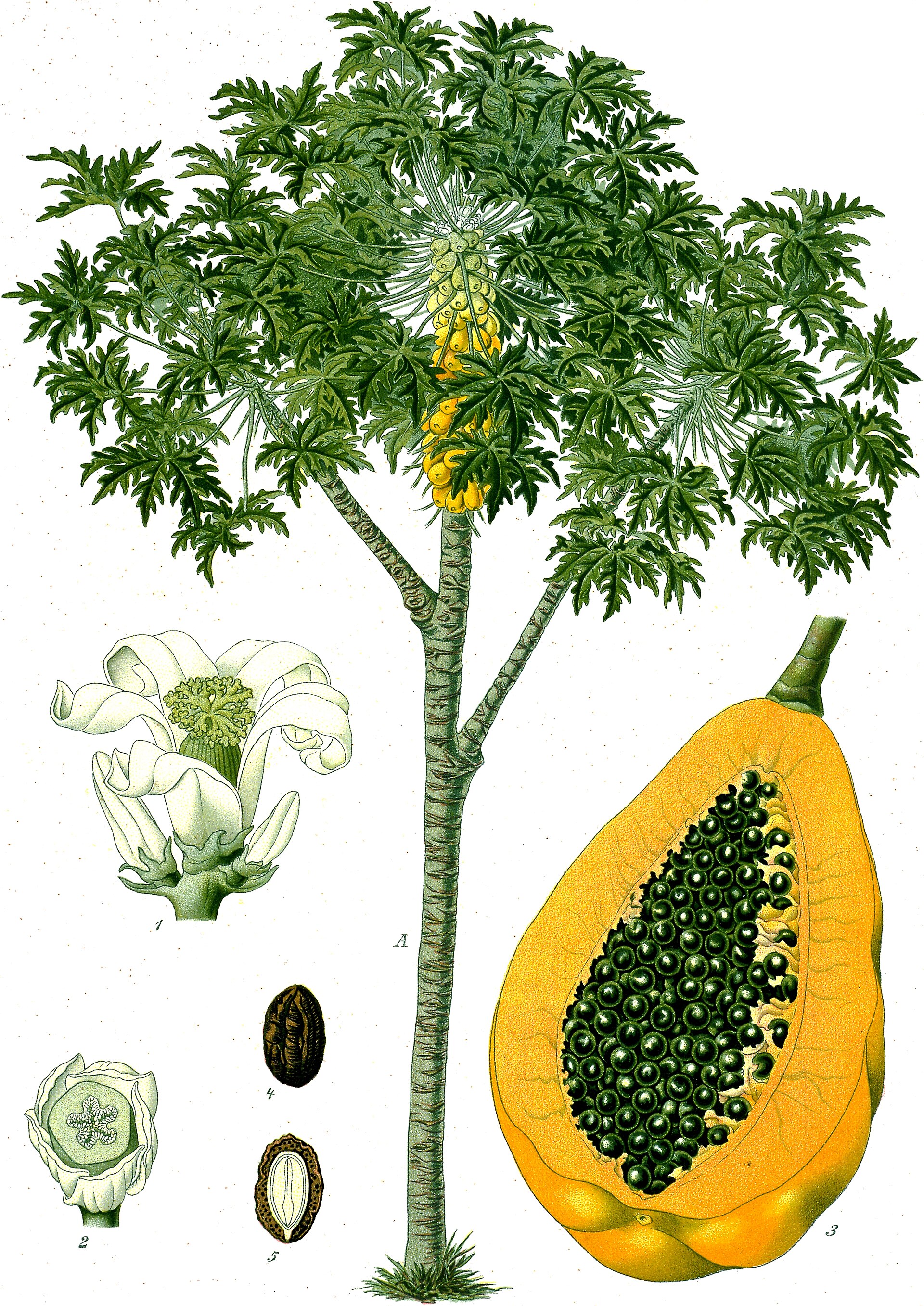 Imagem de referência de mamão, descrito nos dados abertos como espécie de fruteira tropical